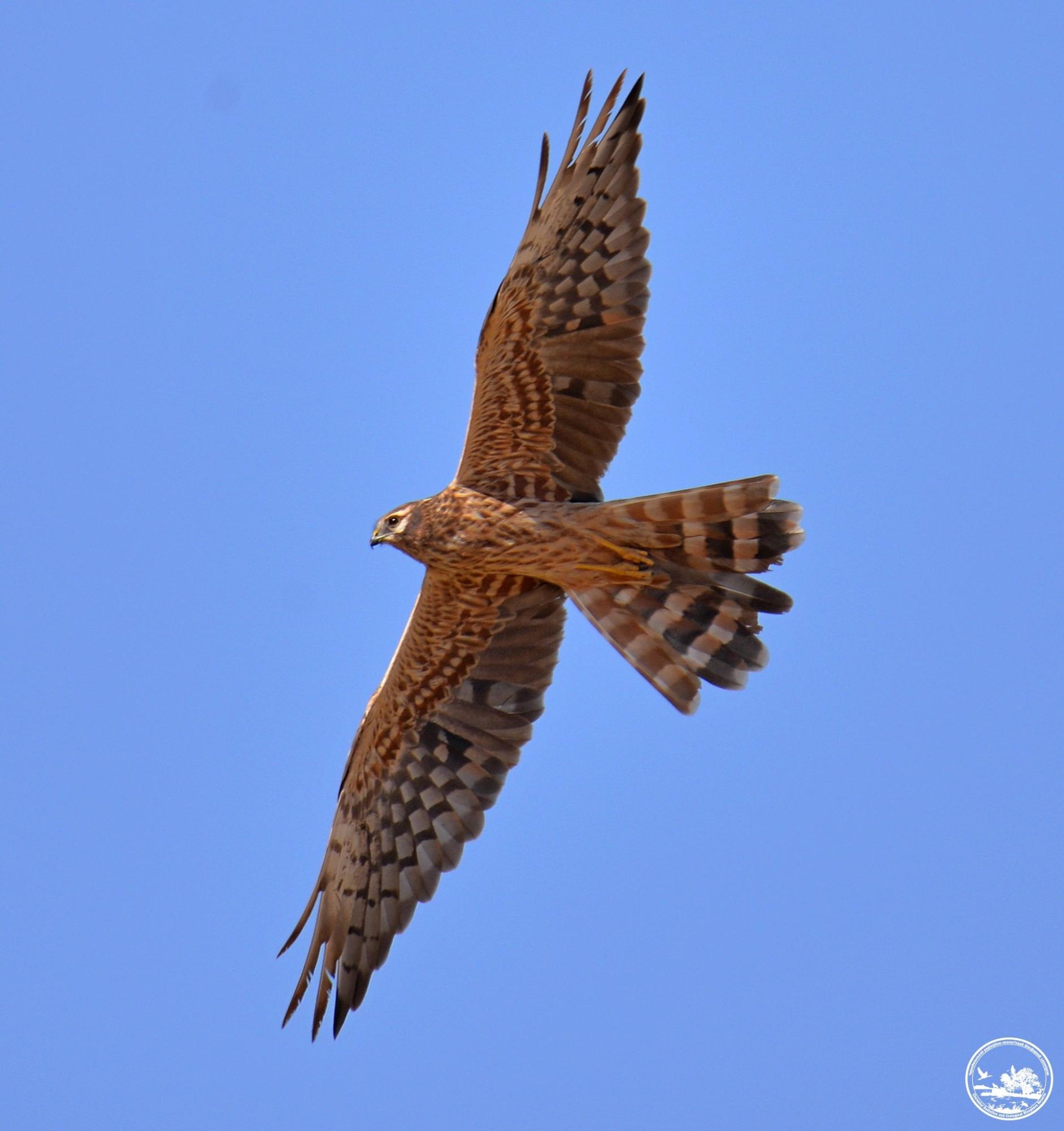 У Чорнобилі показали рідкісного птаха: в заповіднику їх всього 10 пар (фото)