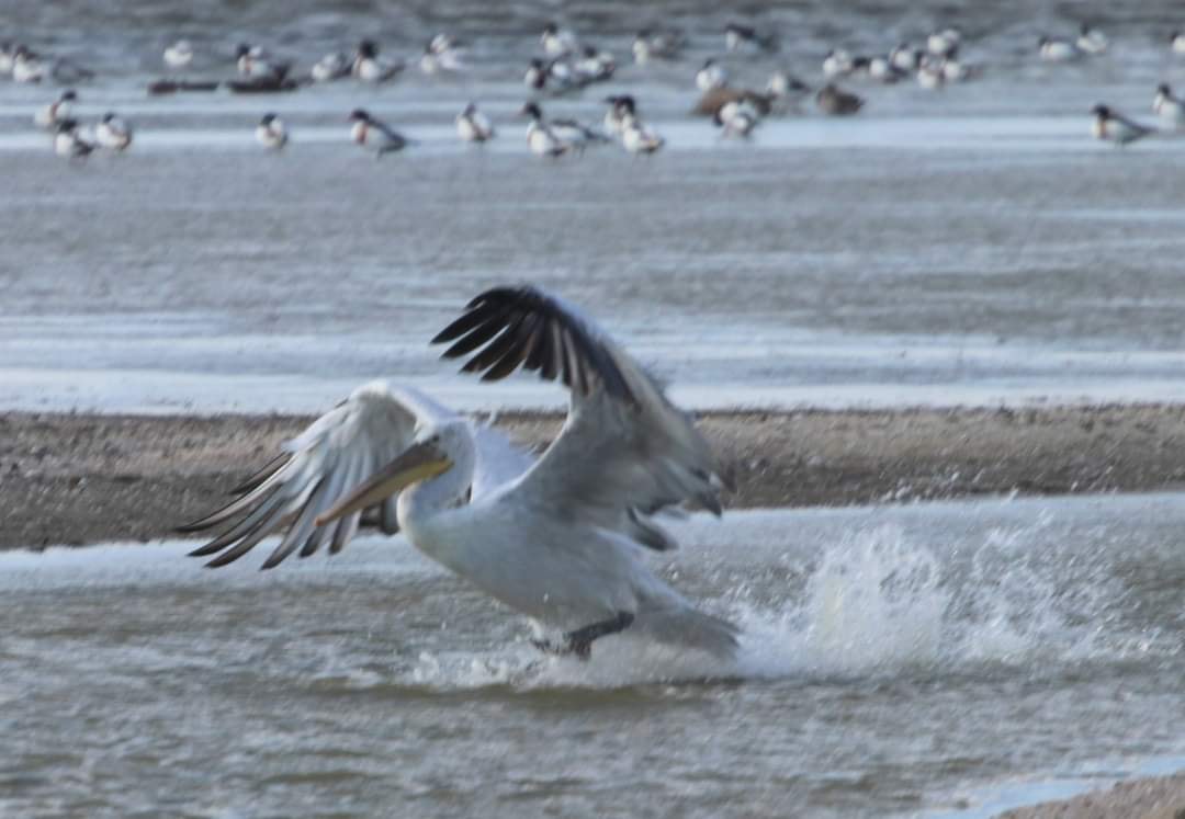 Украинский эколог показал редкие фото ожесточенной схватки краснокнижных крылатых великанов