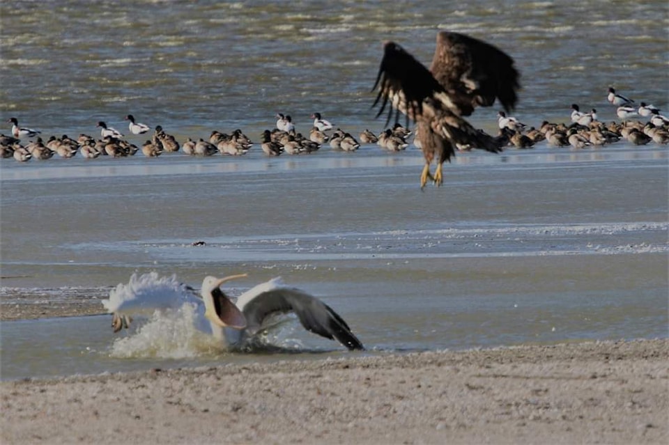 Украинский эколог показал редкие фото ожесточенной схватки краснокнижных крылатых великанов
