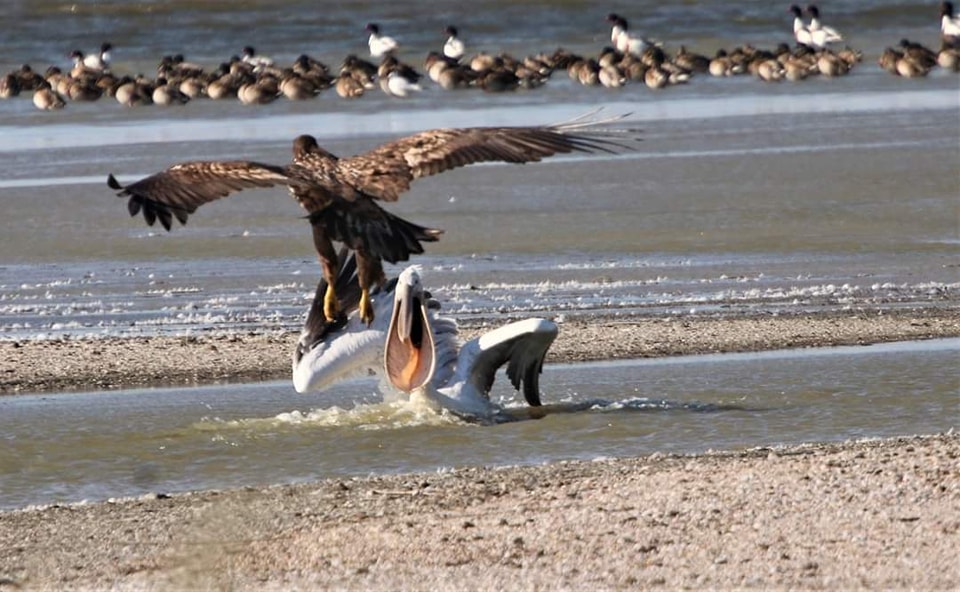 Украинский эколог показал редкие фото ожесточенной схватки краснокнижных крылатых великанов