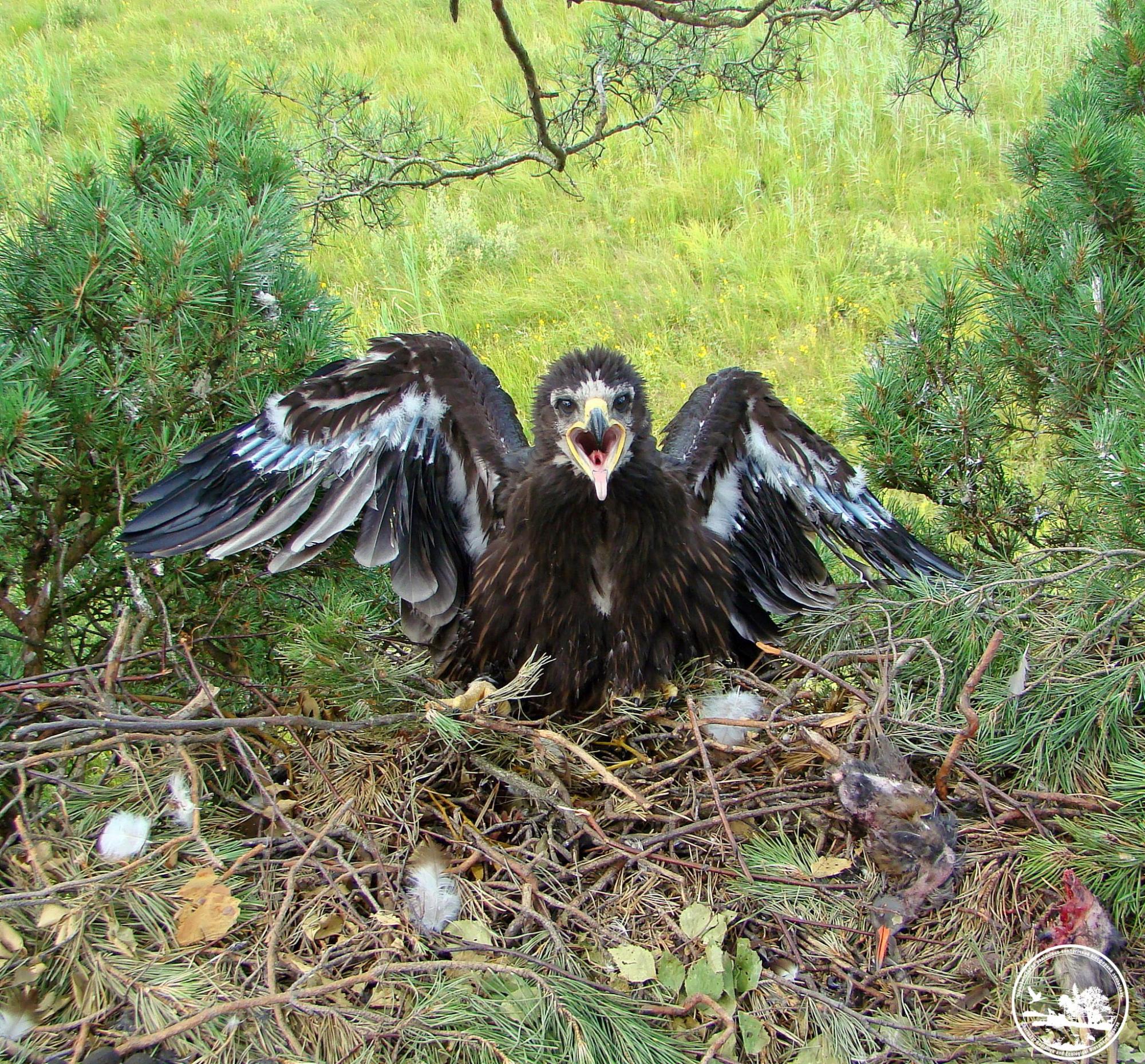 У Чорнобилі засвітився рідкісний птах із Червоної книги (фото)