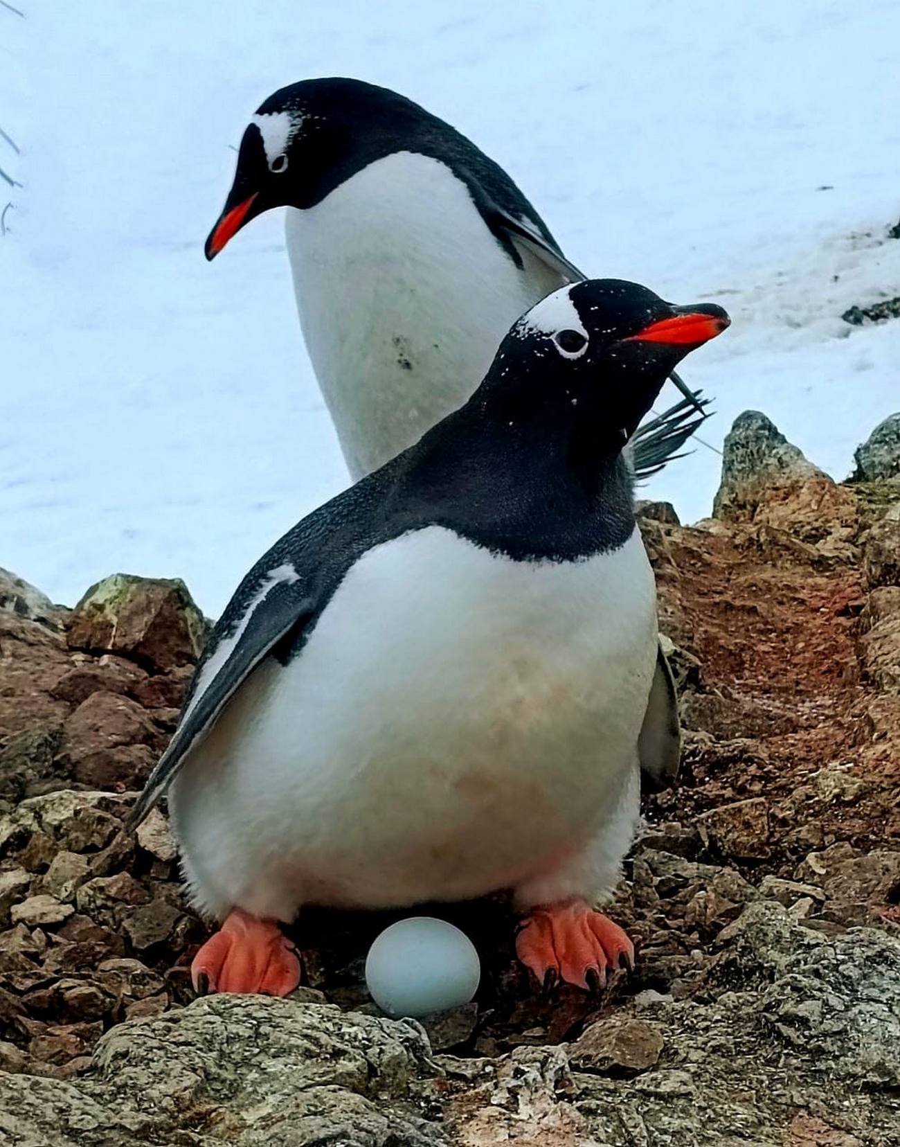 Украинские полярники показали, как пингвины готовятся стать родителями: очень милые фото