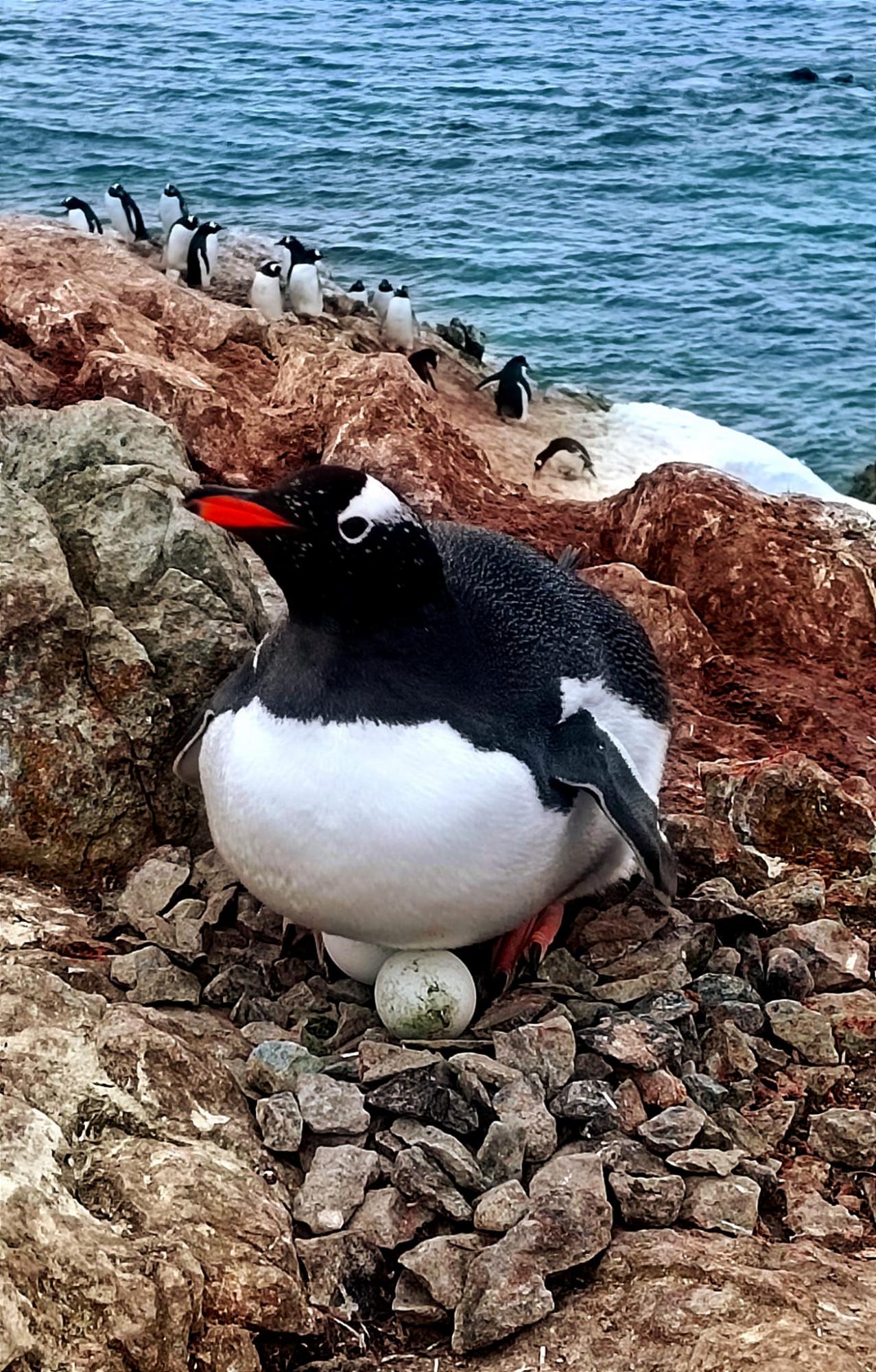 Украинские полярники показали, как пингвины готовятся стать родителями: очень милые фото