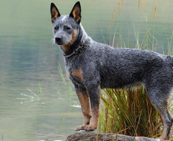 Эти 10 пород собак считаются самыми умными в мире: фото и описание