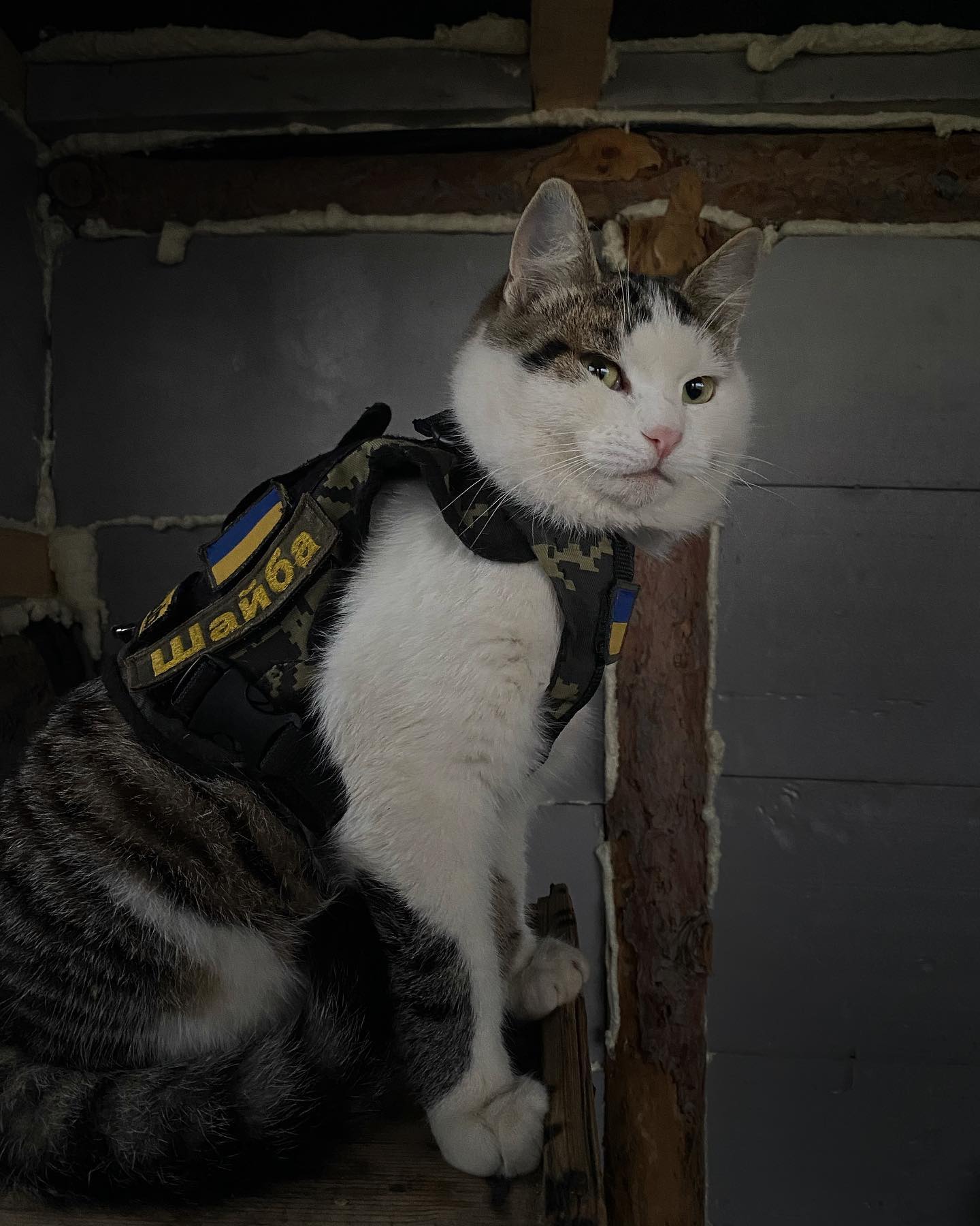 Искали три недели все военные: боевой кот Шайба вернулся к владельцу (фото)