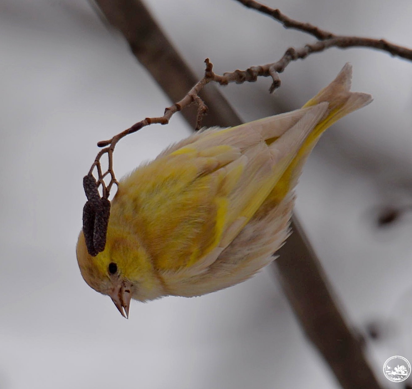 "Наче з казки": у Чорнобилі показали чижа з незвичайним забарвленням (фото)
