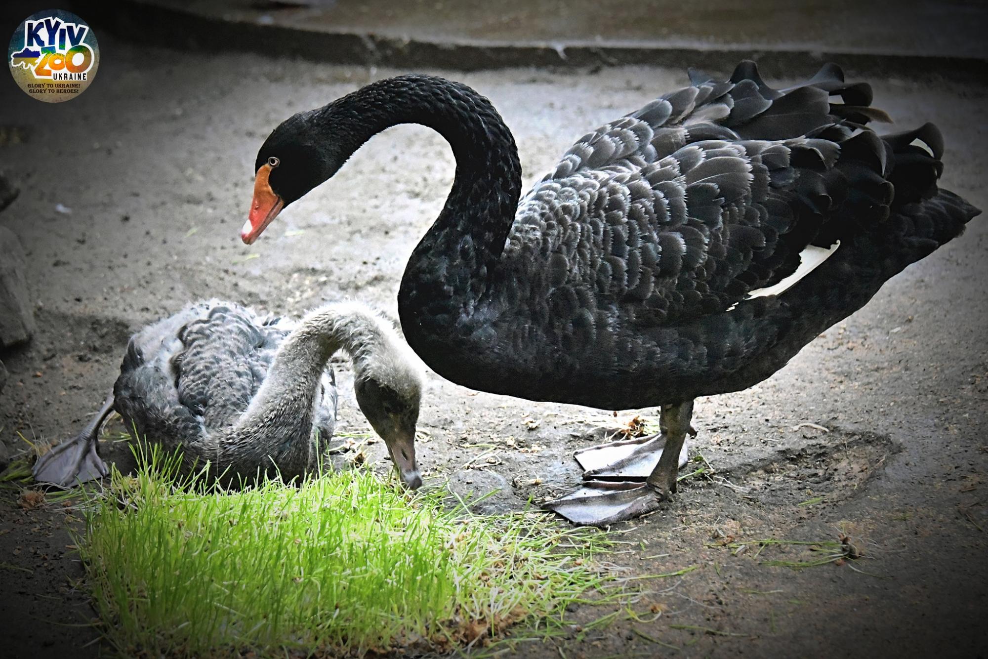 В Київському зоопарку показали чорних красенів, які радіють аномальному теплу
