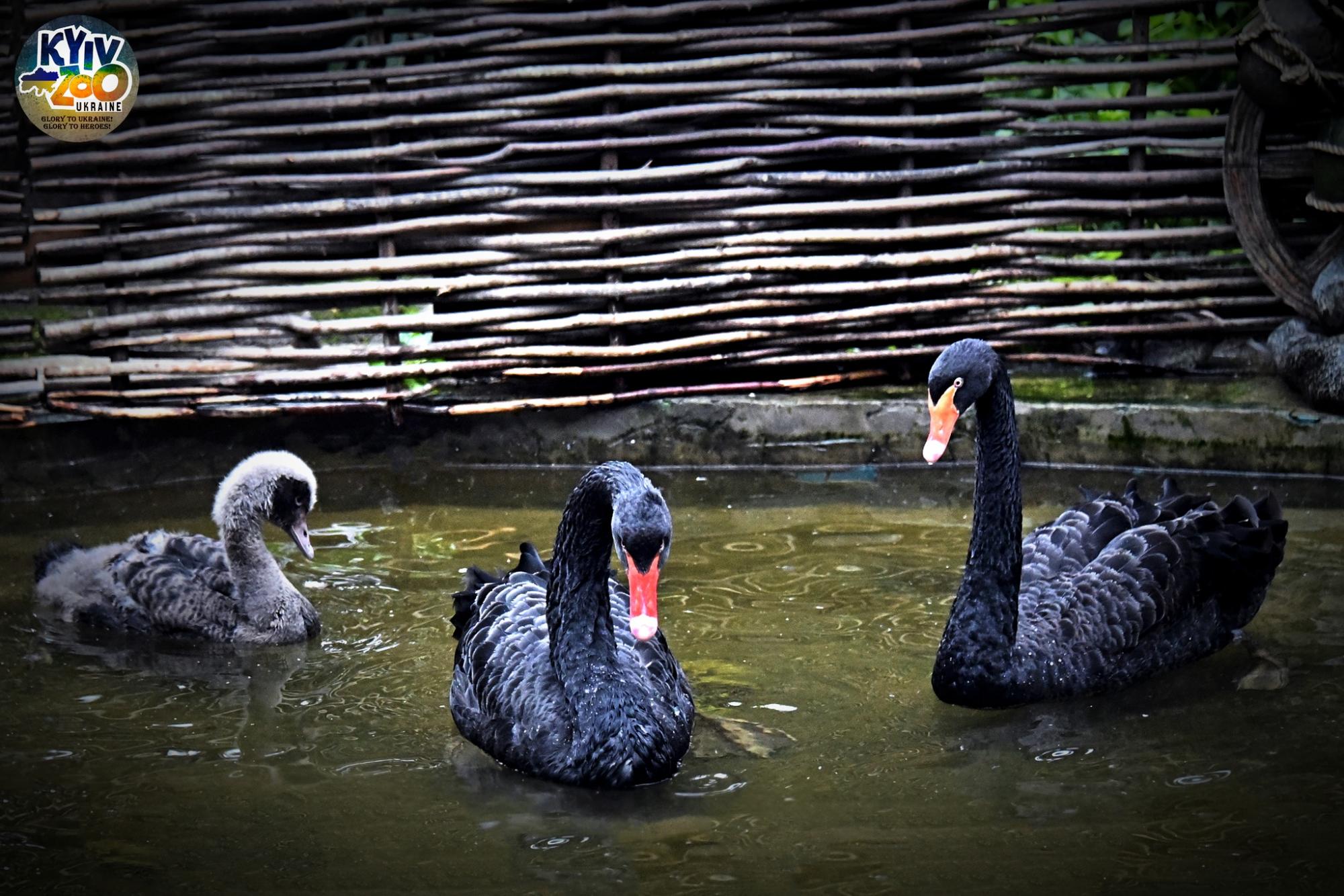 В Київському зоопарку показали чорних красенів, які радіють аномальному теплу