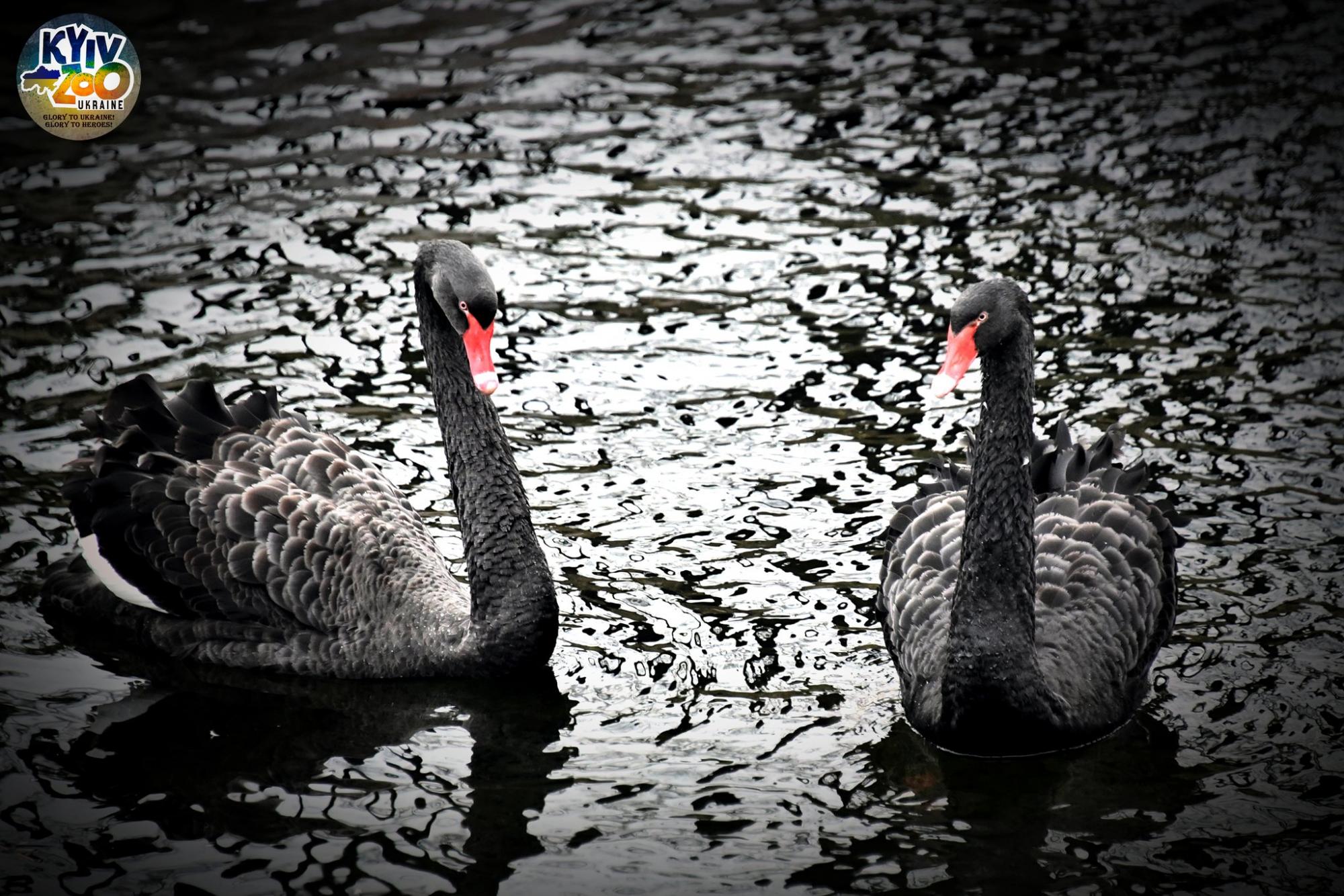 В Київському зоопарку показали чорних красенів, які радіють аномальному теплу