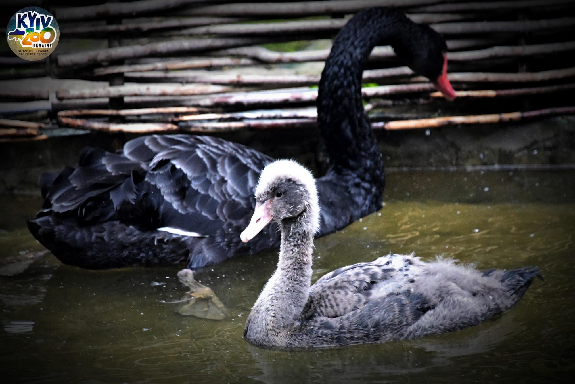 В Київському зоопарку показали чорних красенів, які радіють аномальному теплу