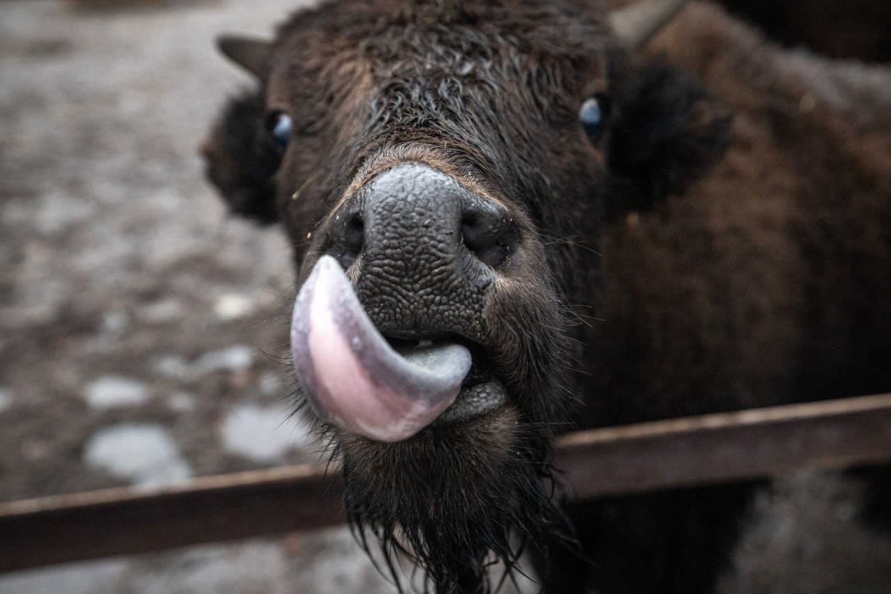 Як змінилися тварини Київського зоопарку за рік війни: неймовірно милі фото