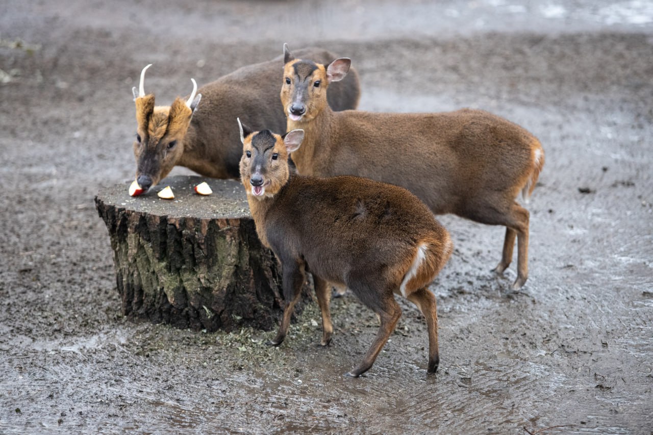 Як змінилися тварини Київського зоопарку за рік війни: неймовірно милі фото