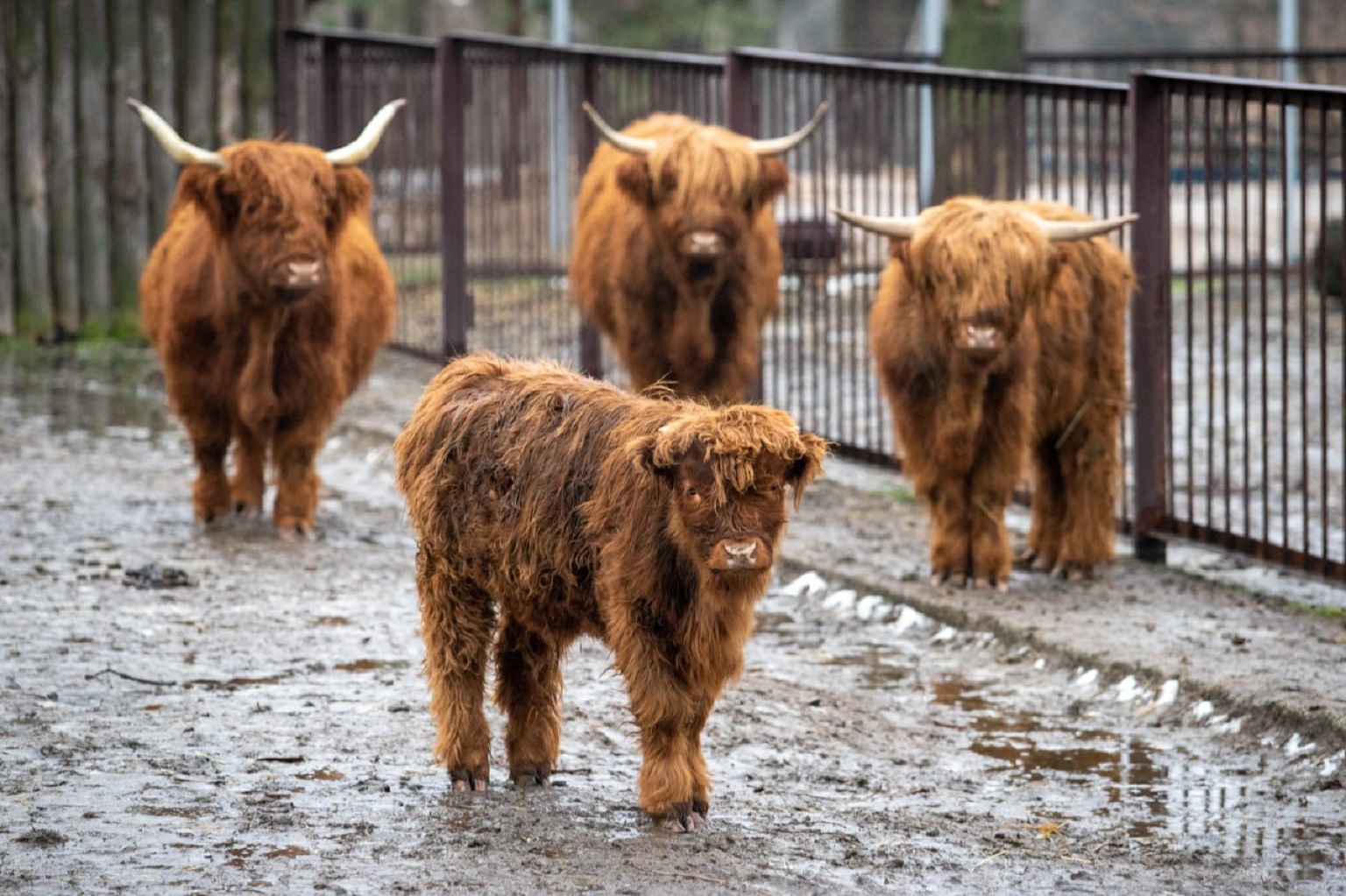Як змінилися тварини Київського зоопарку за рік війни: неймовірно милі фото