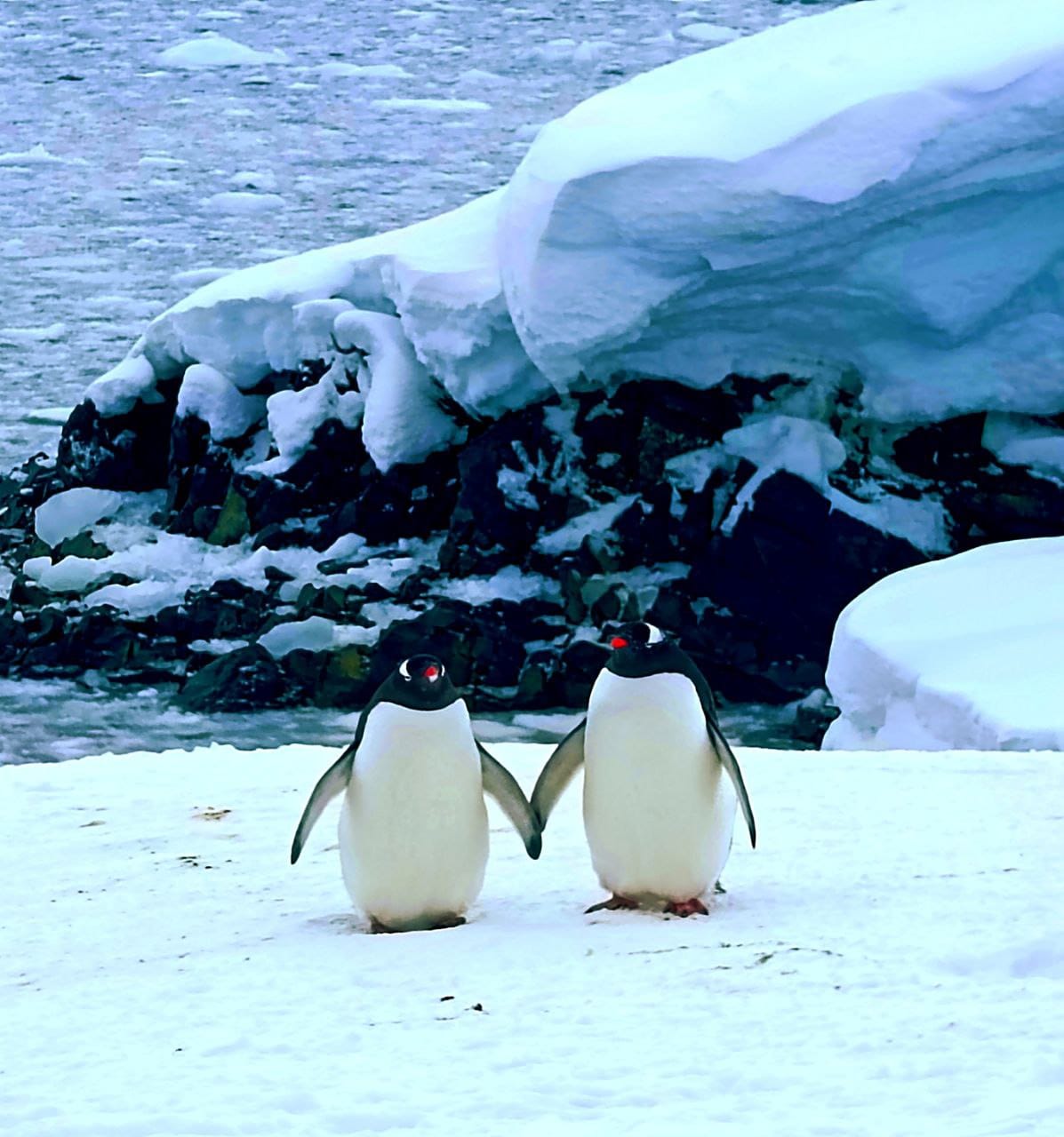 Кохання завжди перемагає! Українські полярники поділилися милими фото закоханих пінгвінів