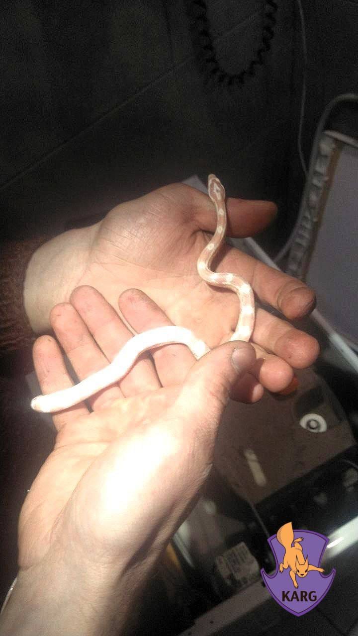 У Києві знайшли змію у пральній машині: зоорятувальники показали фото