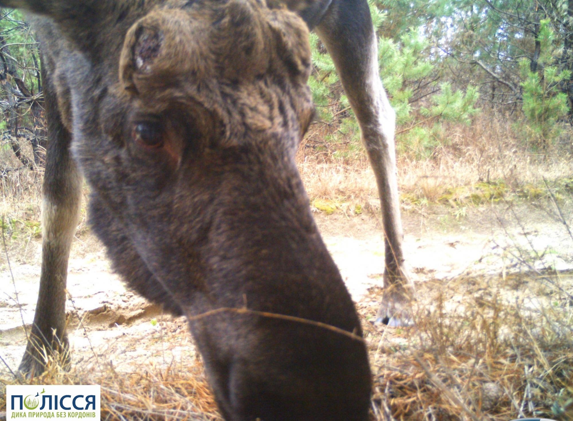 У Чорнобилі розповіли, хто з тварин скидає роги, і навіщо вони це роблять (фото)