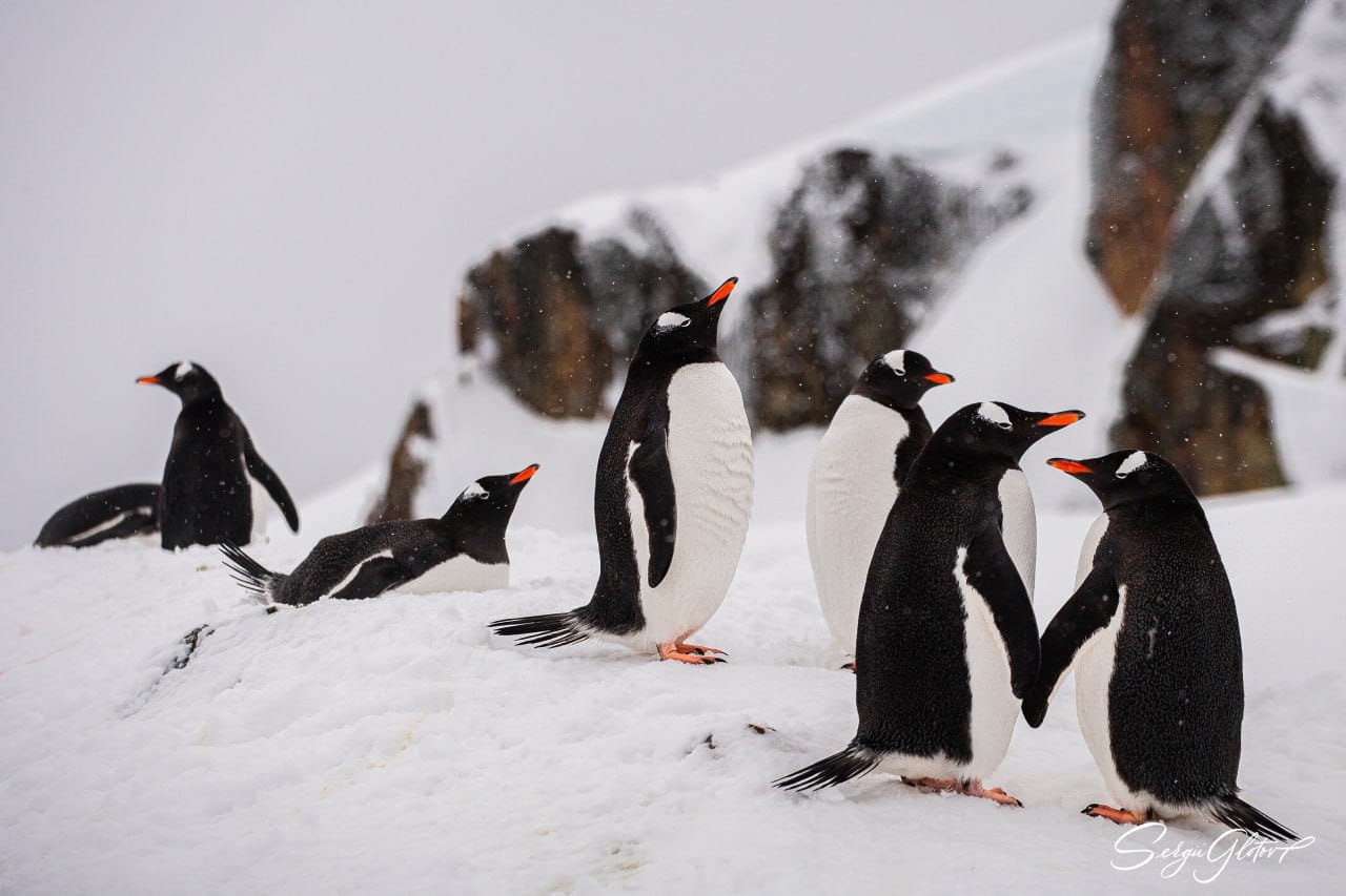 Кохання завжди перемагає! Українські полярники поділилися милими фото закоханих пінгвінів