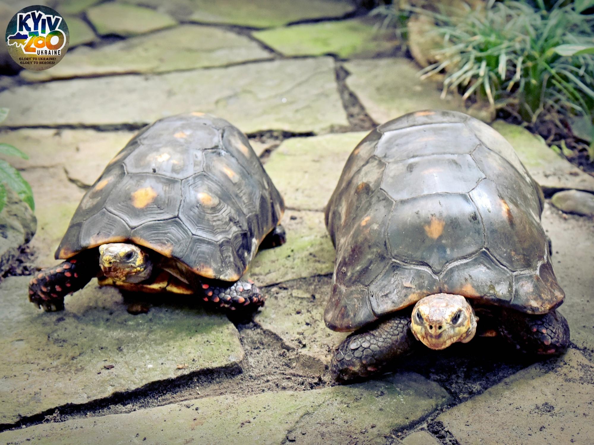 В Киевском зоопарке животные создали новые семьи: милые фото чешуйчатых, пернатых и пушистых пар