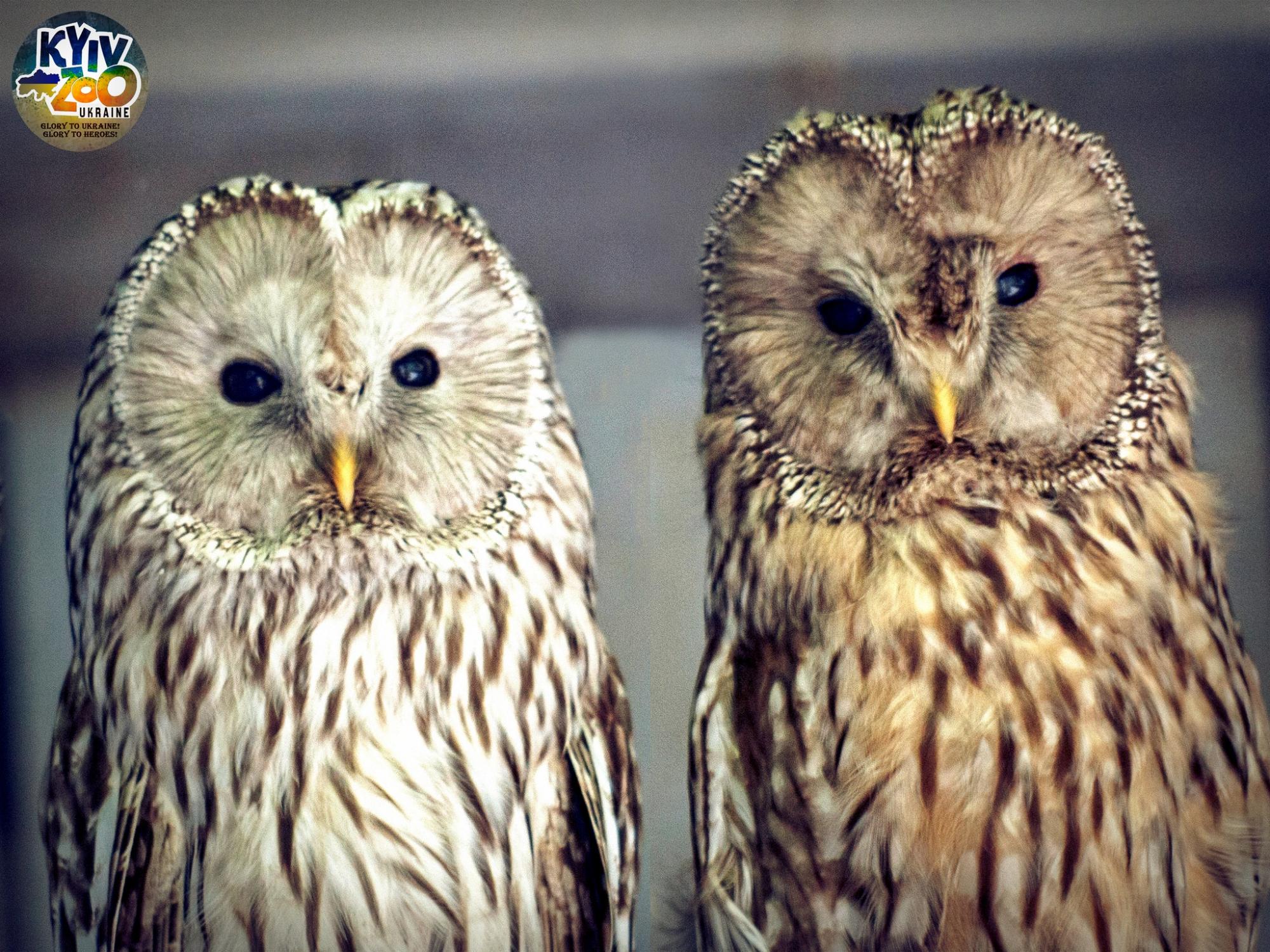 В Киевском зоопарке животные создали новые семьи: милые фото чешуйчатых, пернатых и пушистых пар