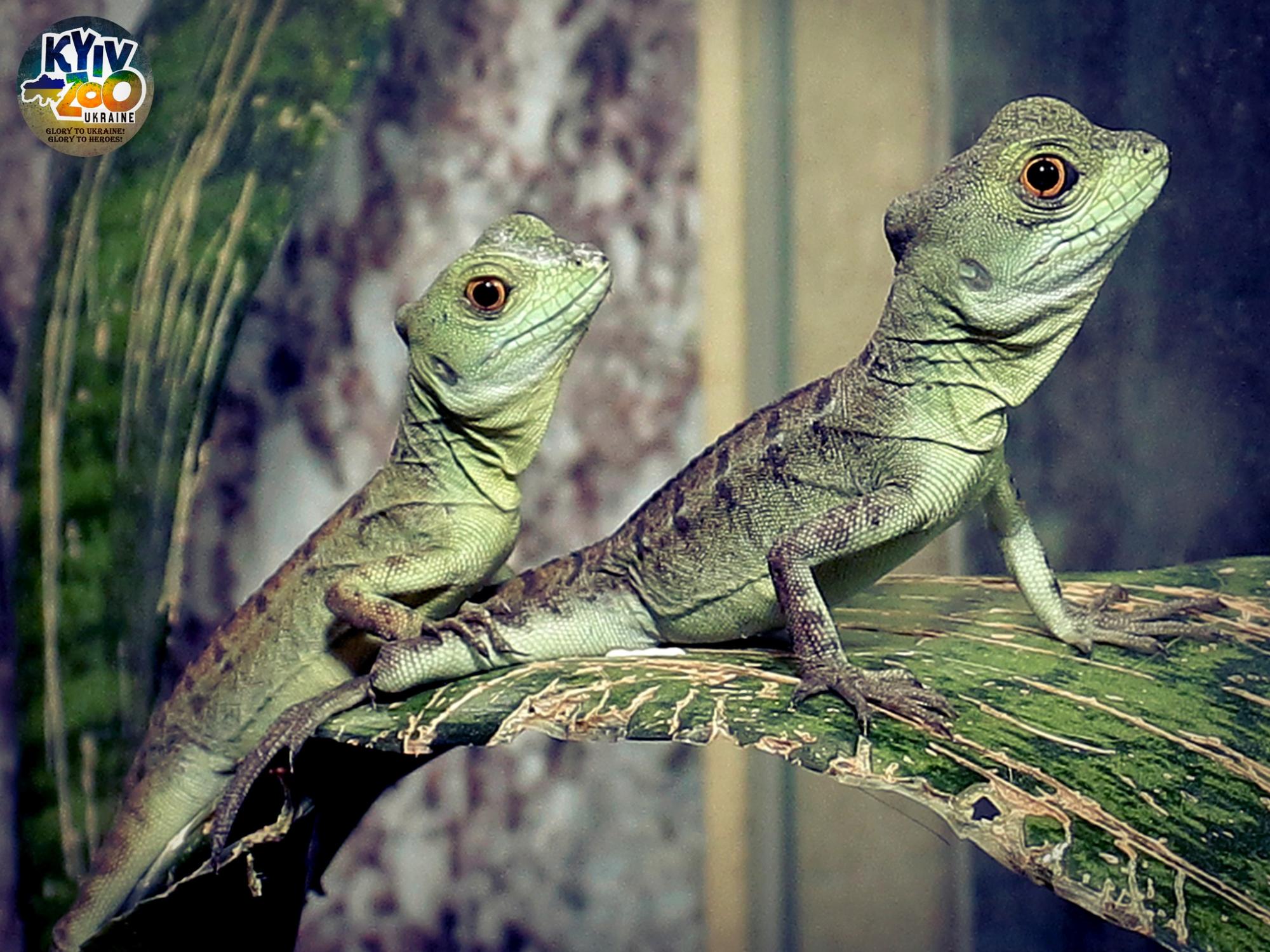 В Киевском зоопарке животные создали новые семьи: милые фото чешуйчатых, пернатых и пушистых пар
