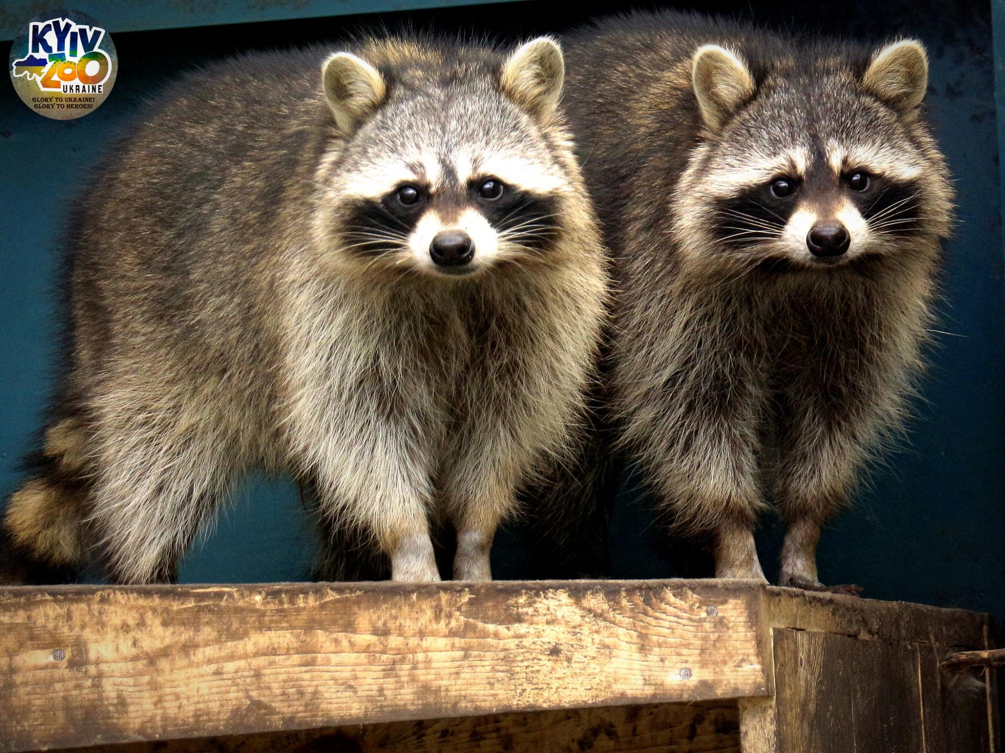 В Киевском зоопарке животные создали новые семьи: милые фото чешуйчатых, пернатых и пушистых пар