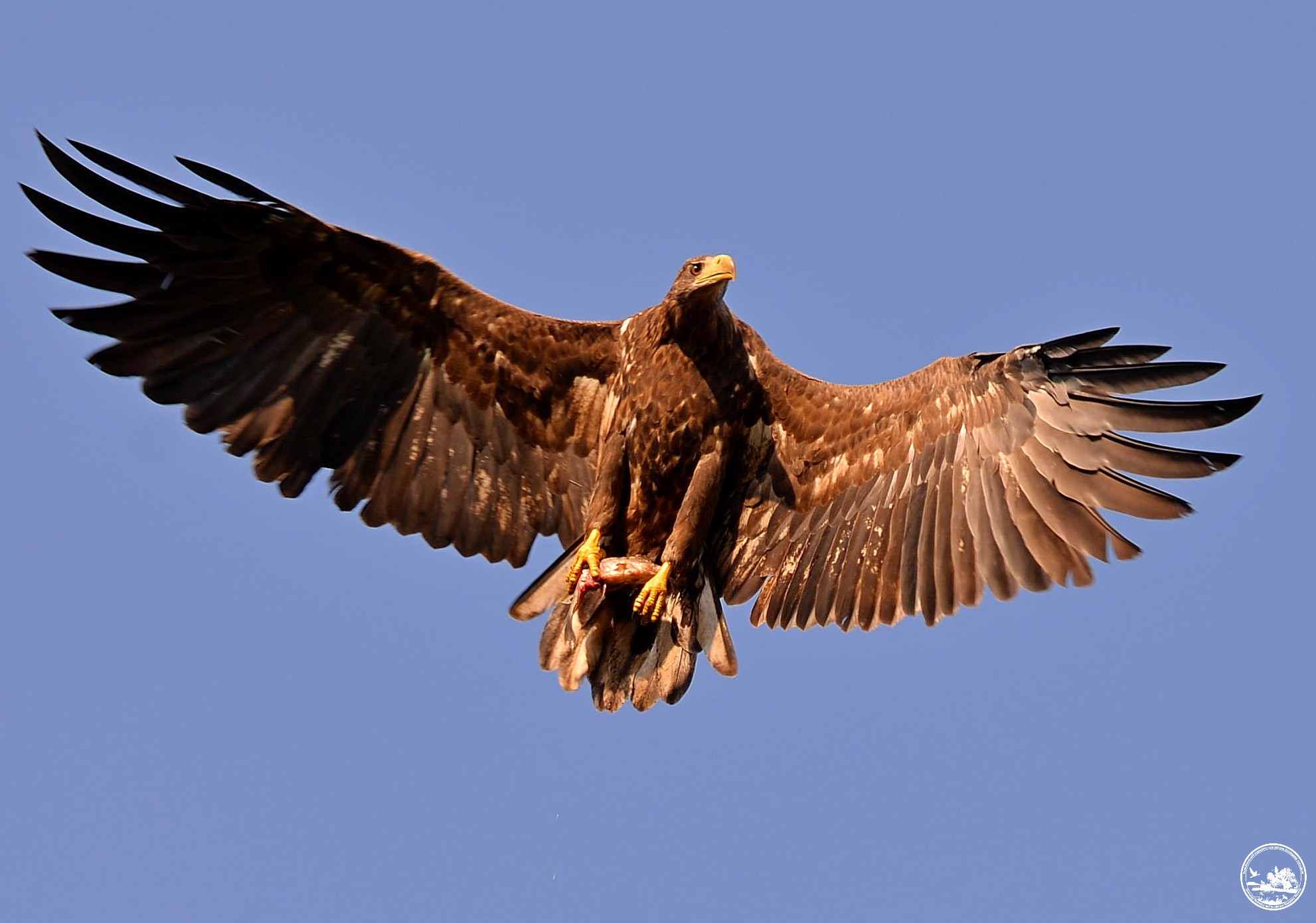 Лакомятся рыбой и охотятся на черных аистов: в Чернобыле растет популяция краснокнижных орланов