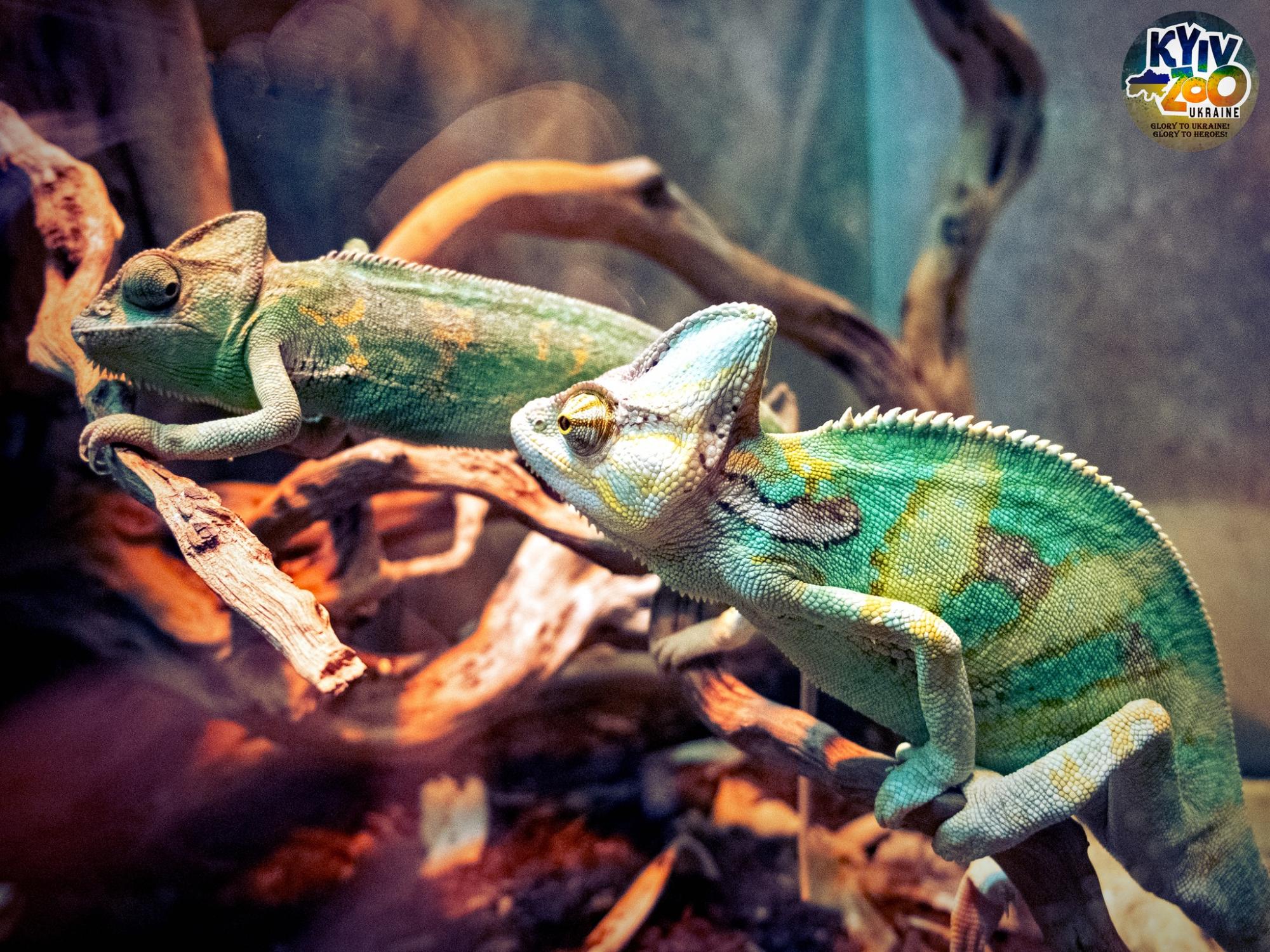 В Киевском зоопарке животные создали новые семьи: милые фото чешуйчатых, пернатых и пушистых пар