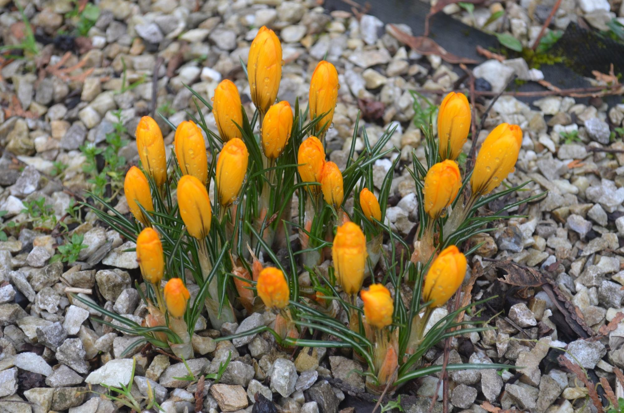 В Карпатском заповеднике расцвели самые изящные весенние первоцветы: смотрите невероятные фото