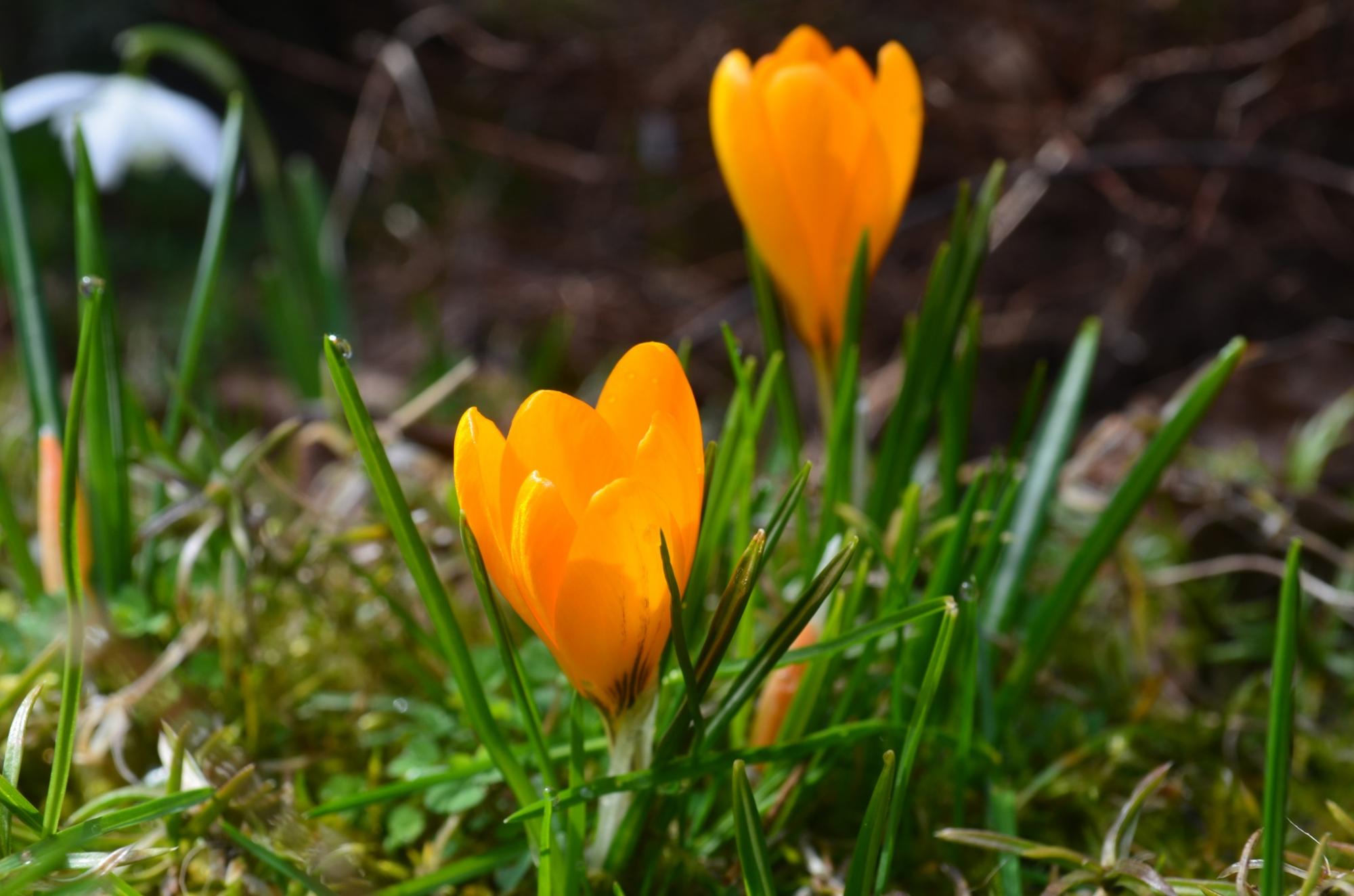 В Карпатском заповеднике расцвели самые изящные весенние первоцветы: смотрите невероятные фото