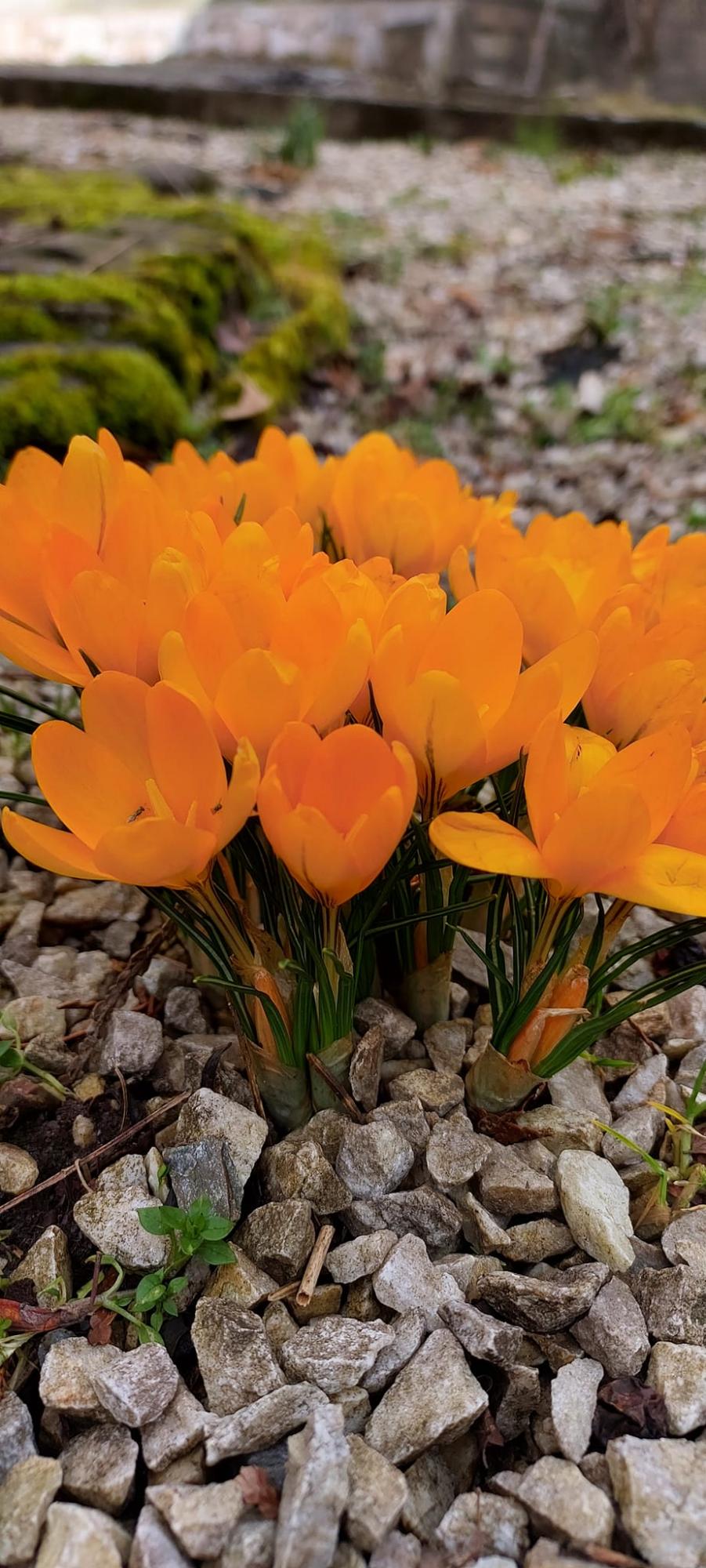 В Карпатском заповеднике расцвели самые изящные весенние первоцветы: смотрите невероятные фото