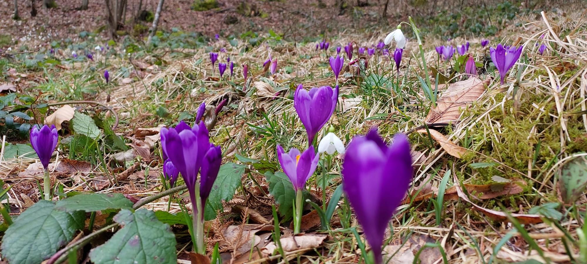 В Карпатском заповеднике расцвели самые изящные весенние первоцветы: смотрите невероятные фото