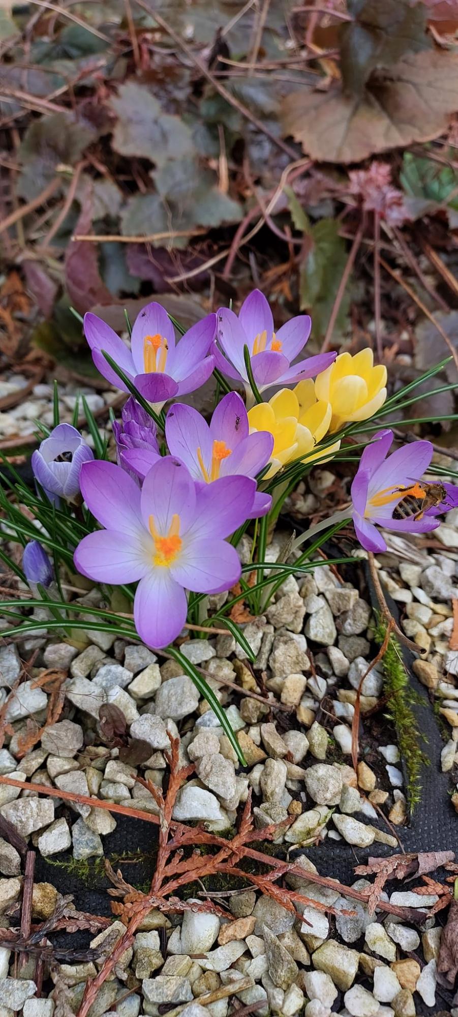 В Карпатском заповеднике расцвели самые изящные весенние первоцветы: смотрите невероятные фото