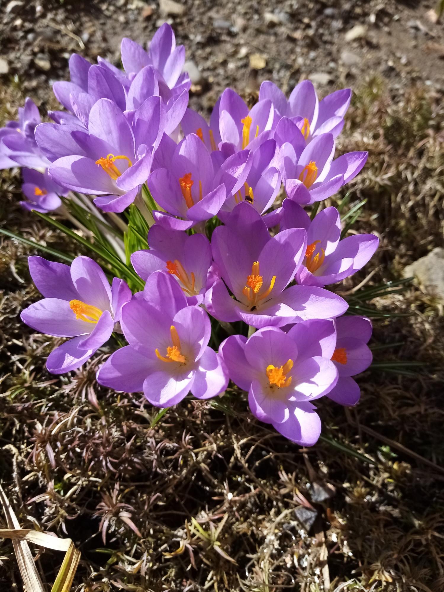 В Карпатском заповеднике расцвели самые изящные весенние первоцветы: смотрите невероятные фото