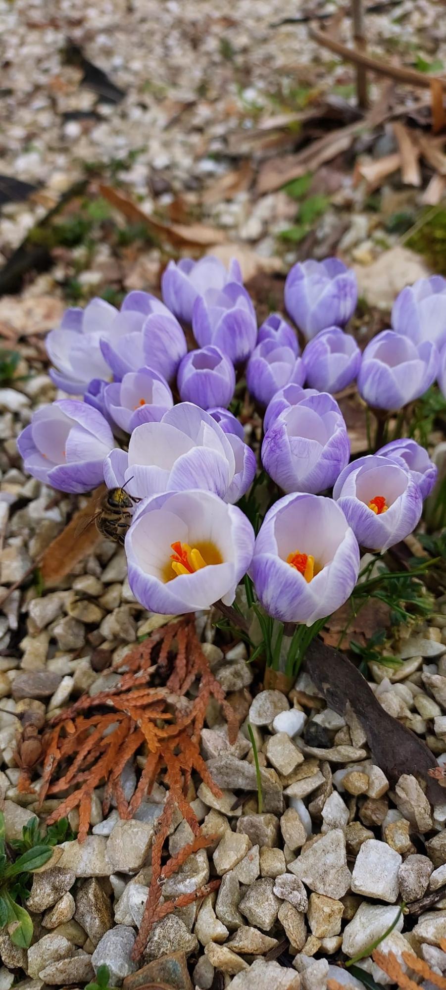 В Карпатском заповеднике расцвели самые изящные весенние первоцветы: смотрите невероятные фото