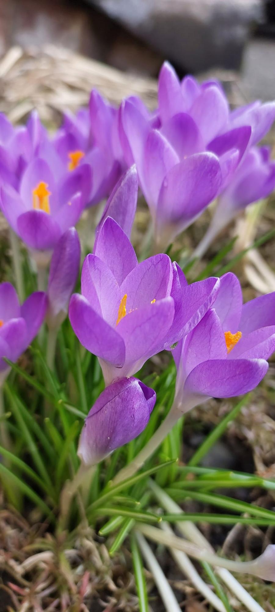 В Карпатском заповеднике расцвели самые изящные весенние первоцветы: смотрите невероятные фото