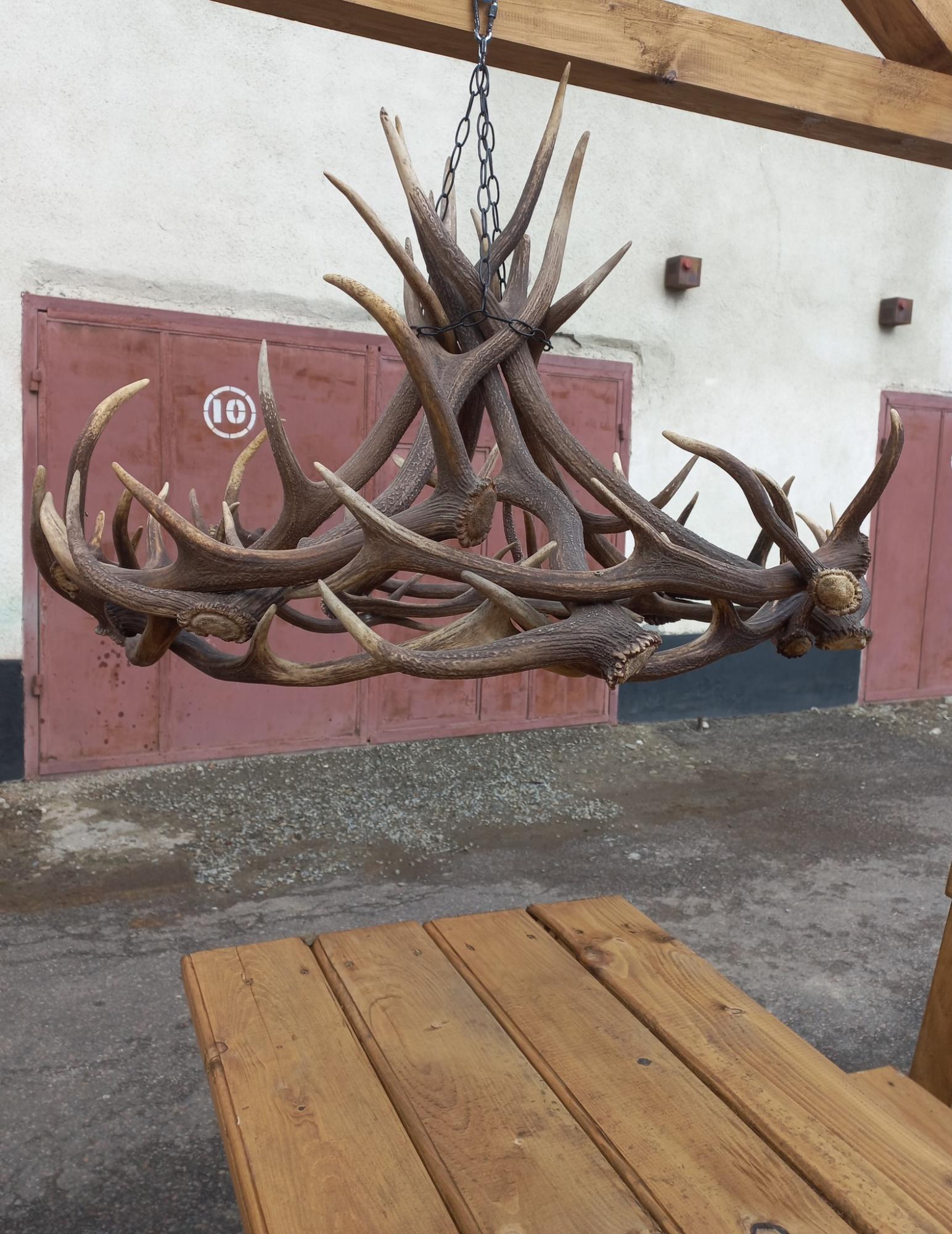 Українські олені стали скидати роги: зоологи розкрили таїнство природи (фото)