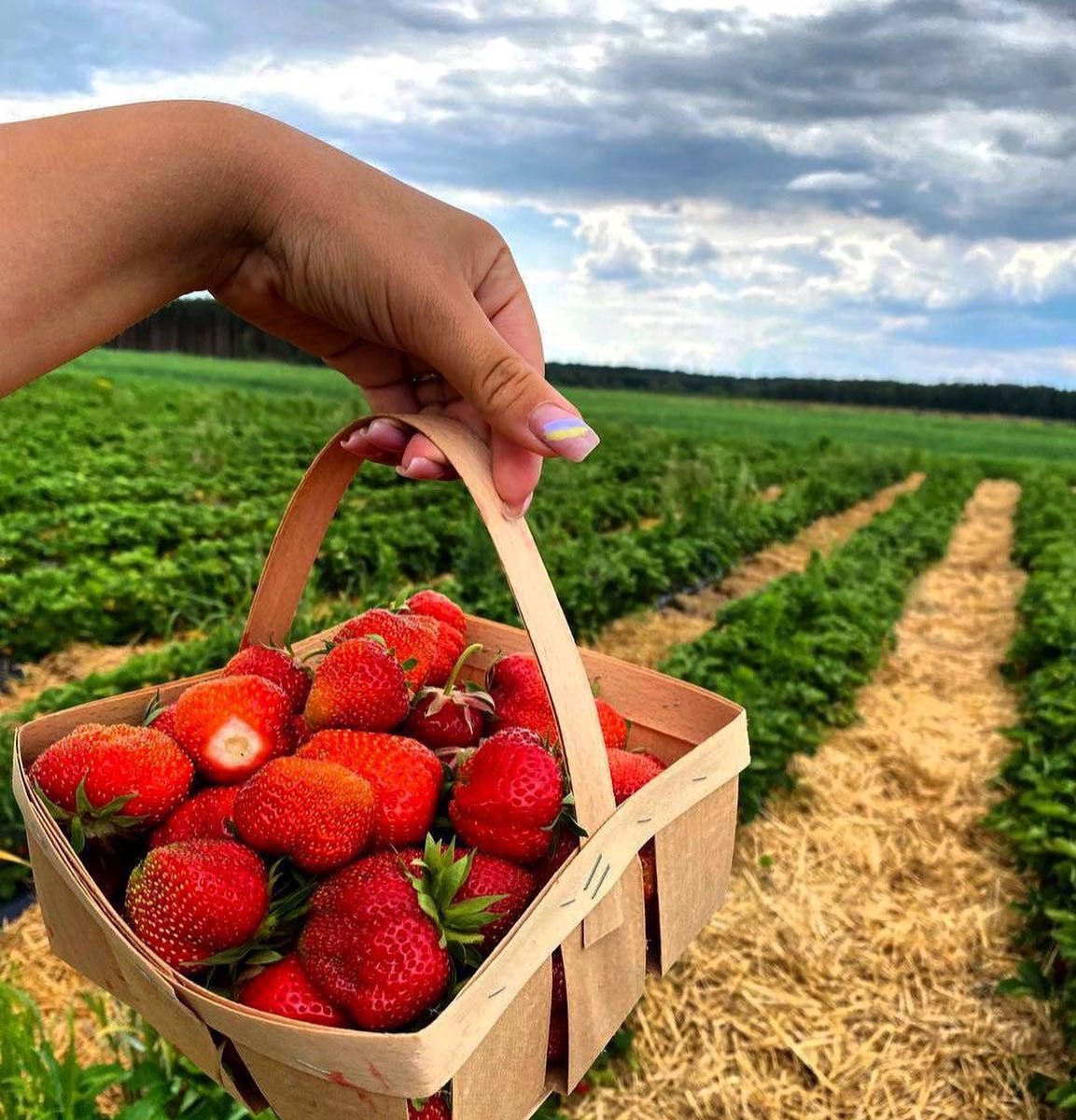 Ягодные поля и отдых. Куда можно поехать собирать клубнику за городом