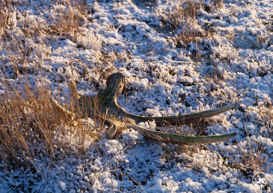 У Чорнобилі розповіли, хто з тварин скидає роги, і навіщо вони це роблять (фото)