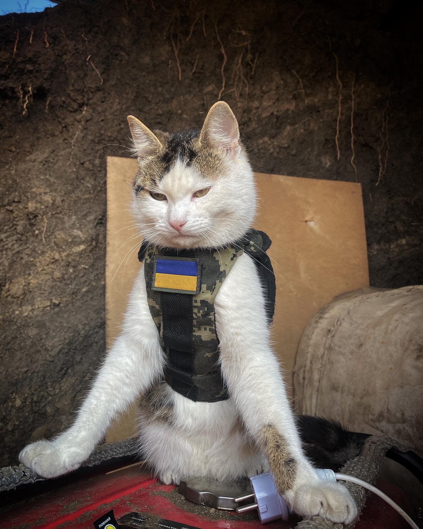 Искали три недели все военные: боевой кот Шайба вернулся к владельцу (фото)