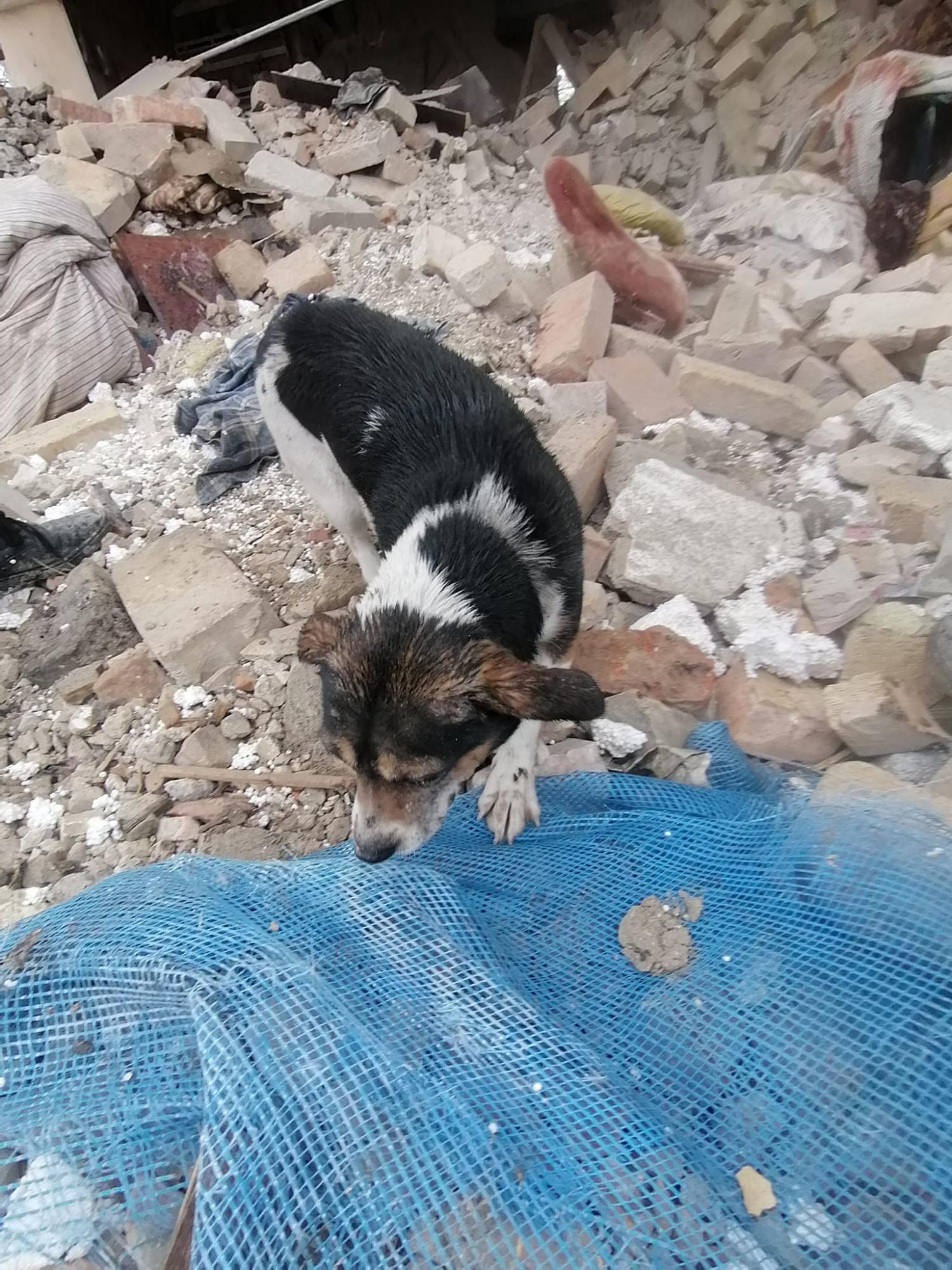 На руїнах зруйнованого будинку у Львівській області собака шукає господарів: зворушливі фото