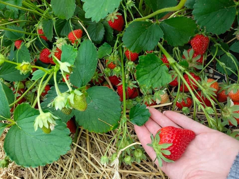 Ягодные поля и отдых. Куда можно поехать собирать клубнику за городом