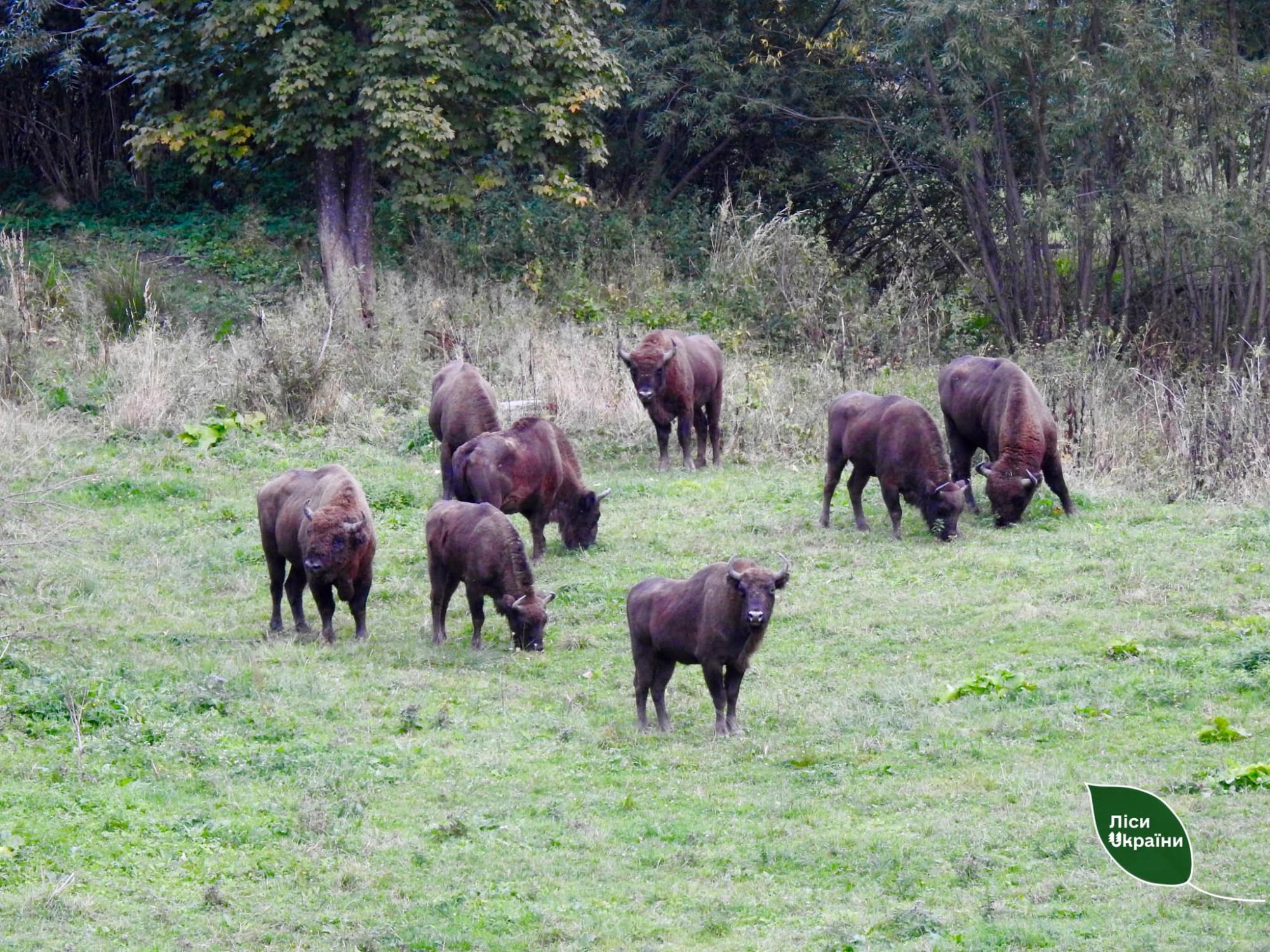 Буковинські лісничі відновлюють популяцію рідкісних тварин: дивіться фото дикої природи