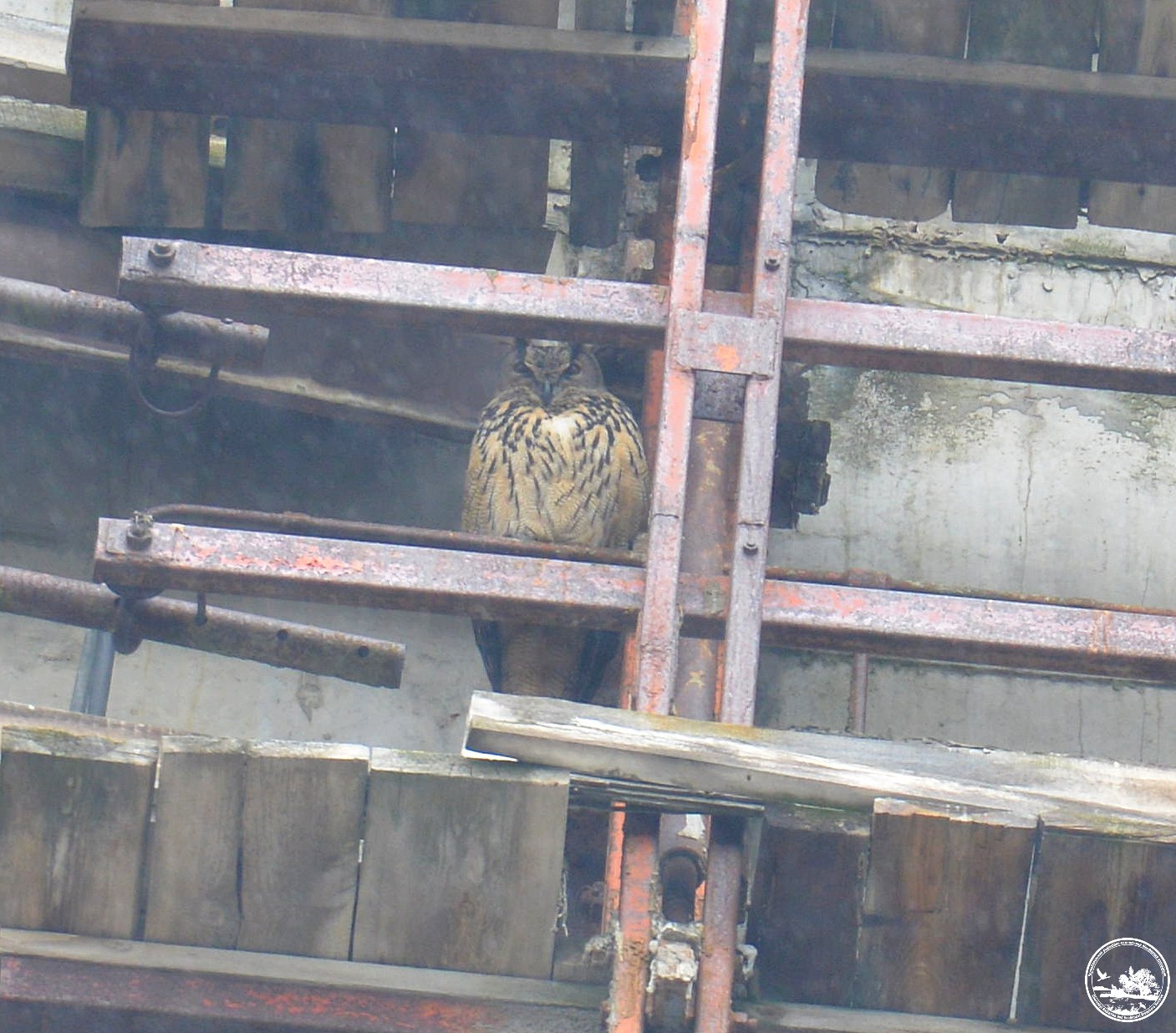 Редкая сова и гнездо орланов: экологи поделились фото птиц из Чернобыля