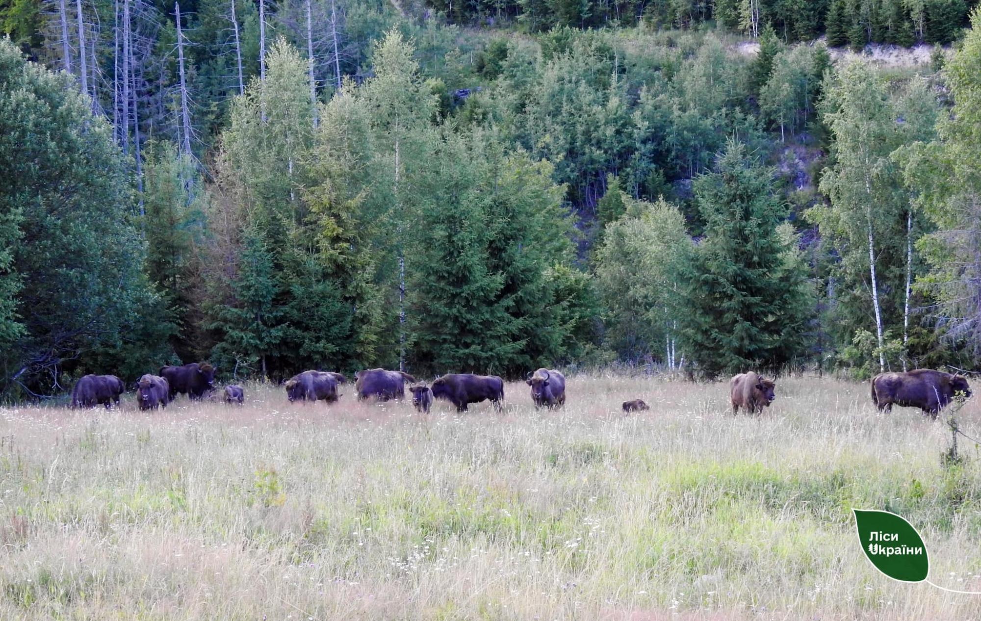 Буковинські лісничі відновлюють популяцію рідкісних тварин: дивіться фото дикої природи