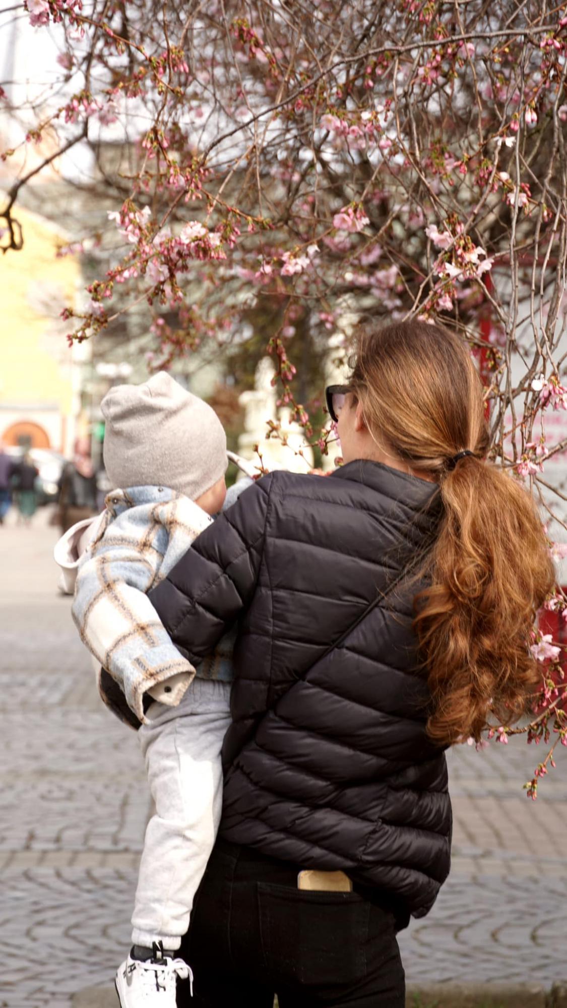 У Мукачеві розквітло дерево, яке називають "візитівкою міста" (фото краси)