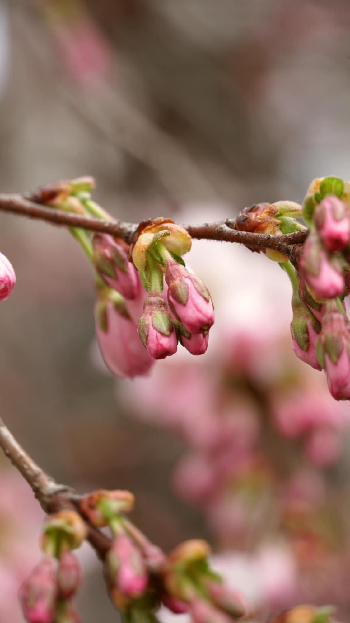 У Мукачеві розквітло дерево, яке називають "візитівкою міста" (фото краси)