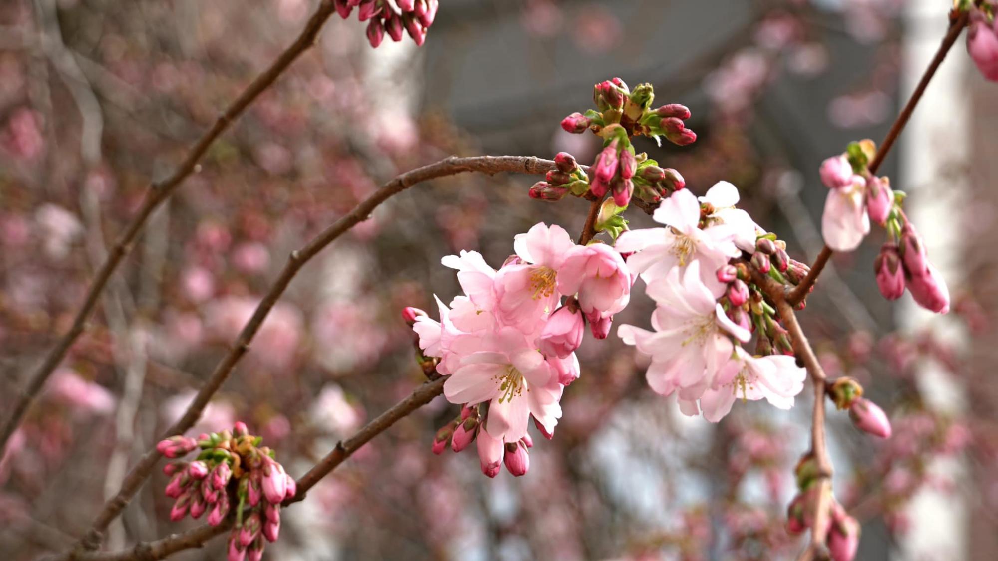 У Мукачеві розквітло дерево, яке називають "візитівкою міста" (фото краси)
