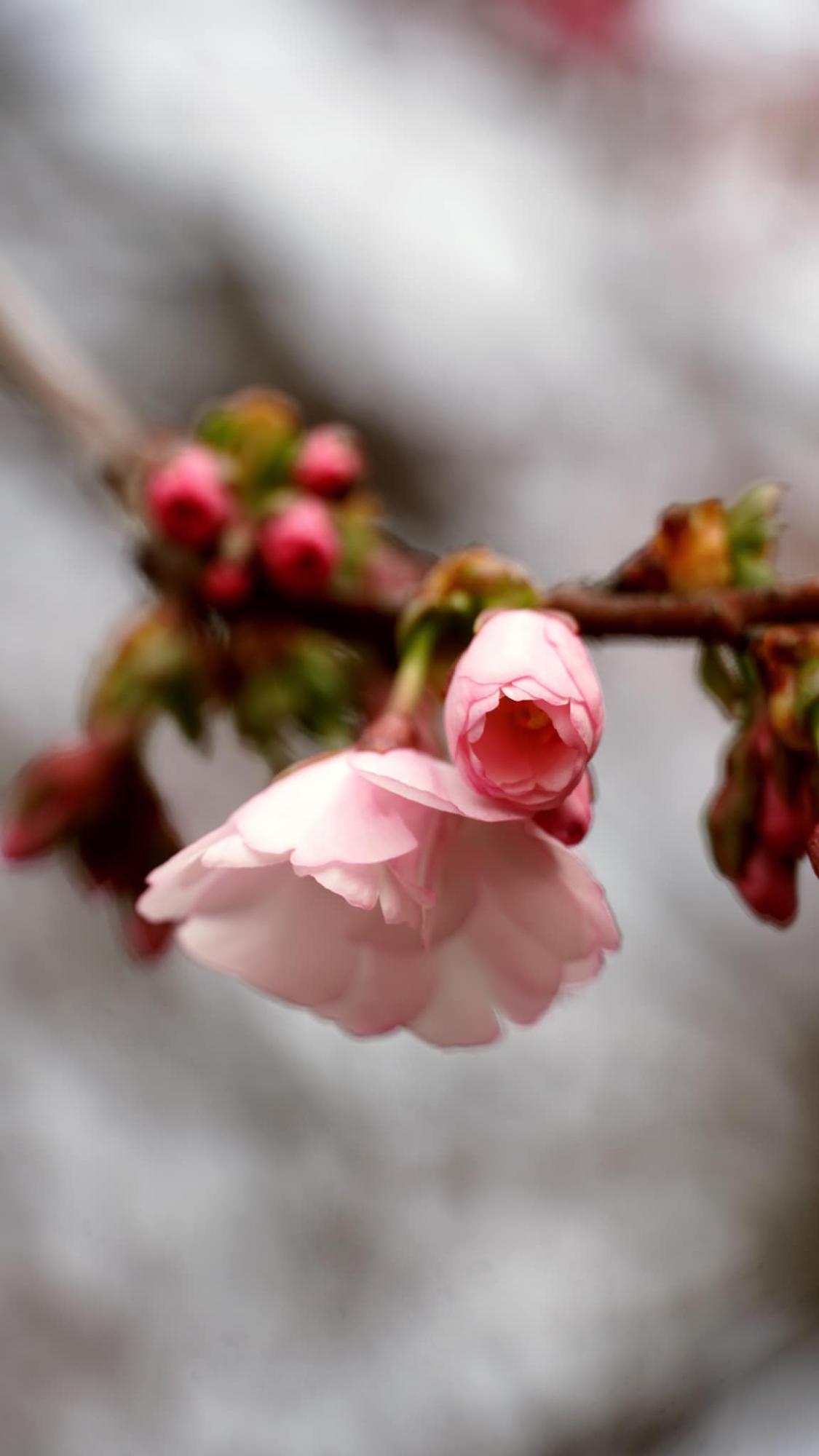 У Мукачеві розквітло дерево, яке називають "візитівкою міста" (фото краси)