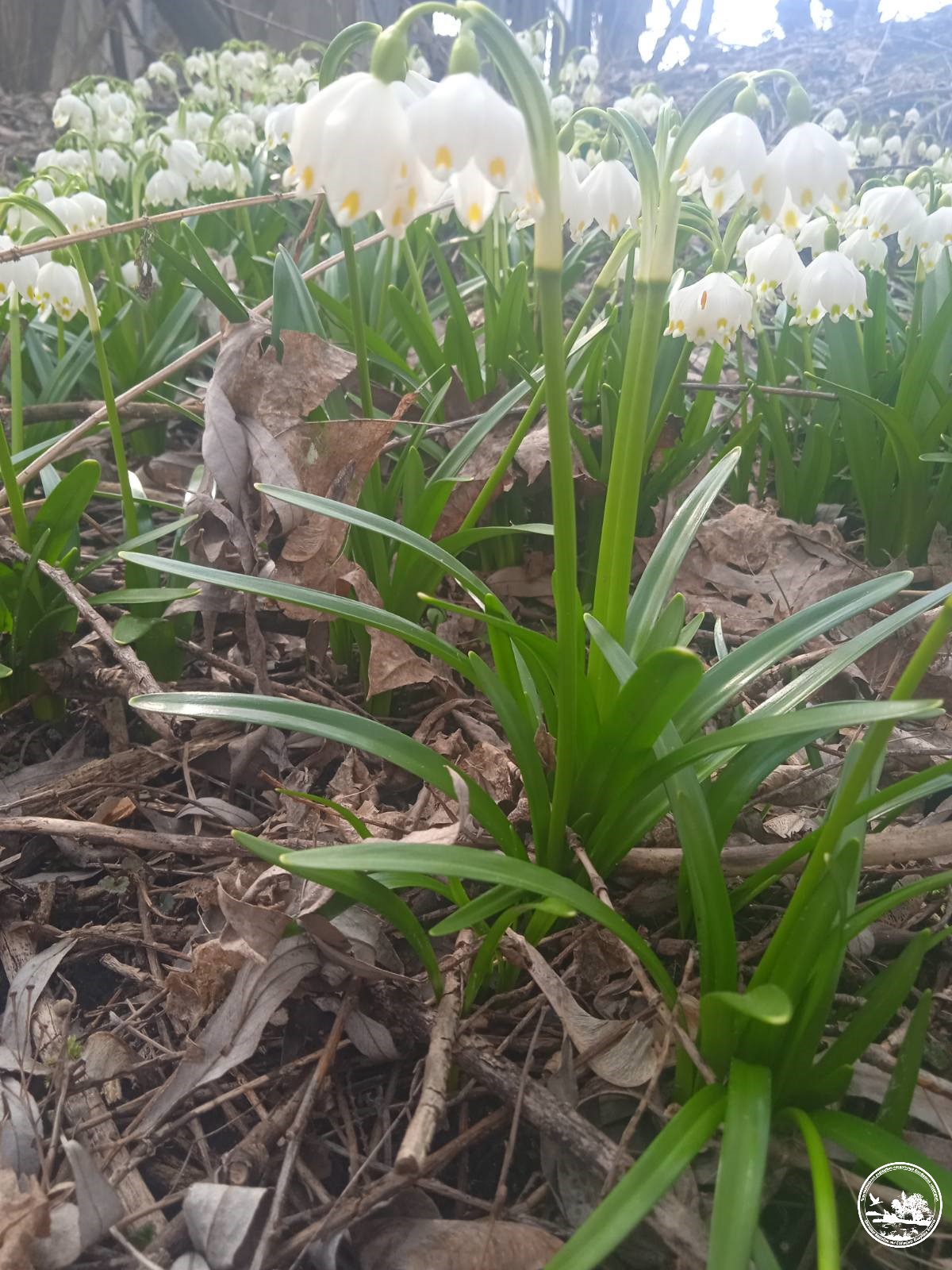 У Чорнобилі розквітла рідкісна "червонокнижна" рослина (фото краси)