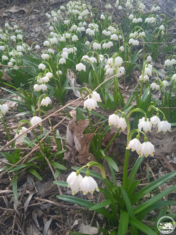 У Чорнобилі розквітла рідкісна "червонокнижна" рослина (фото краси)